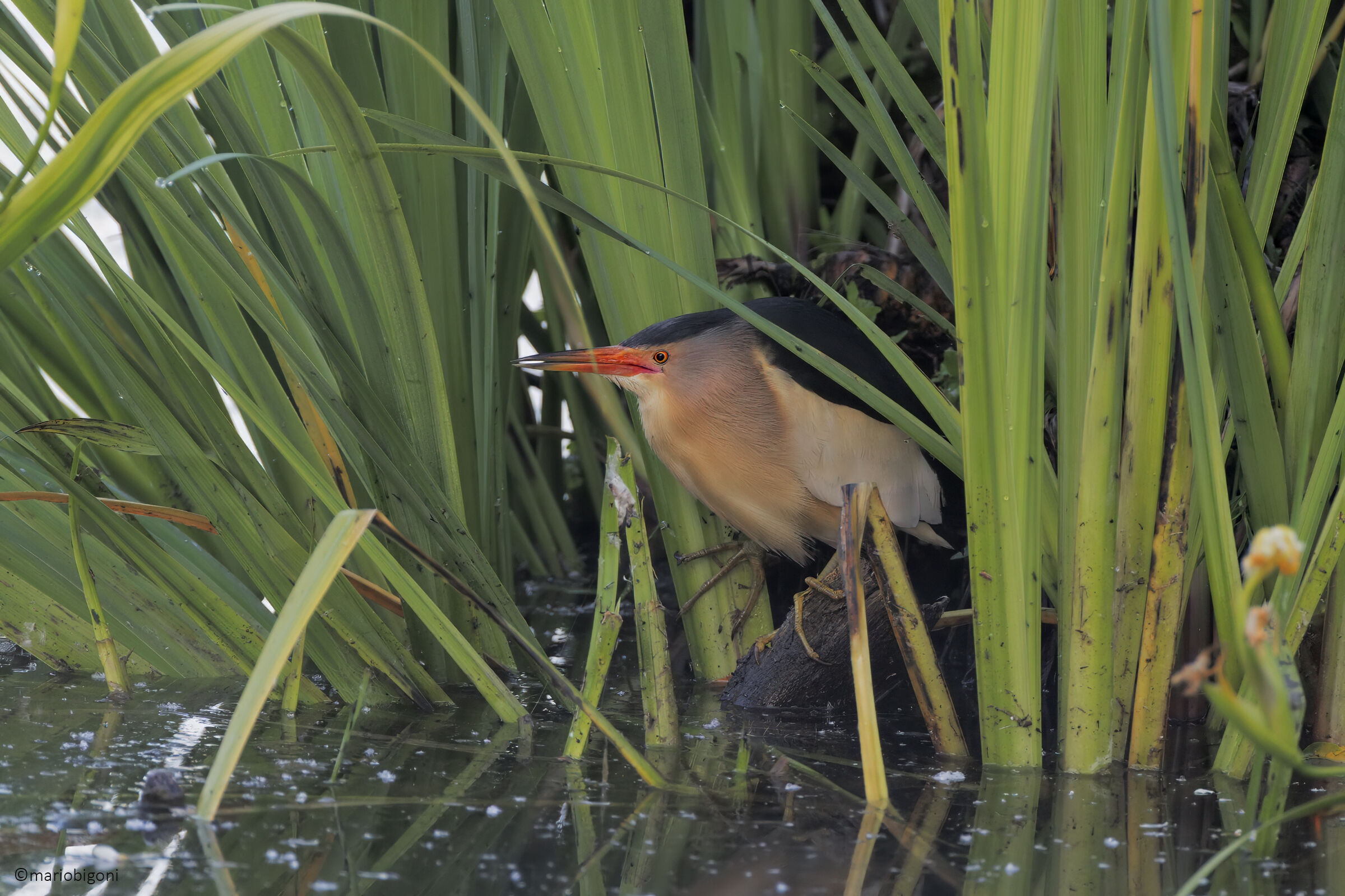 Little bittern