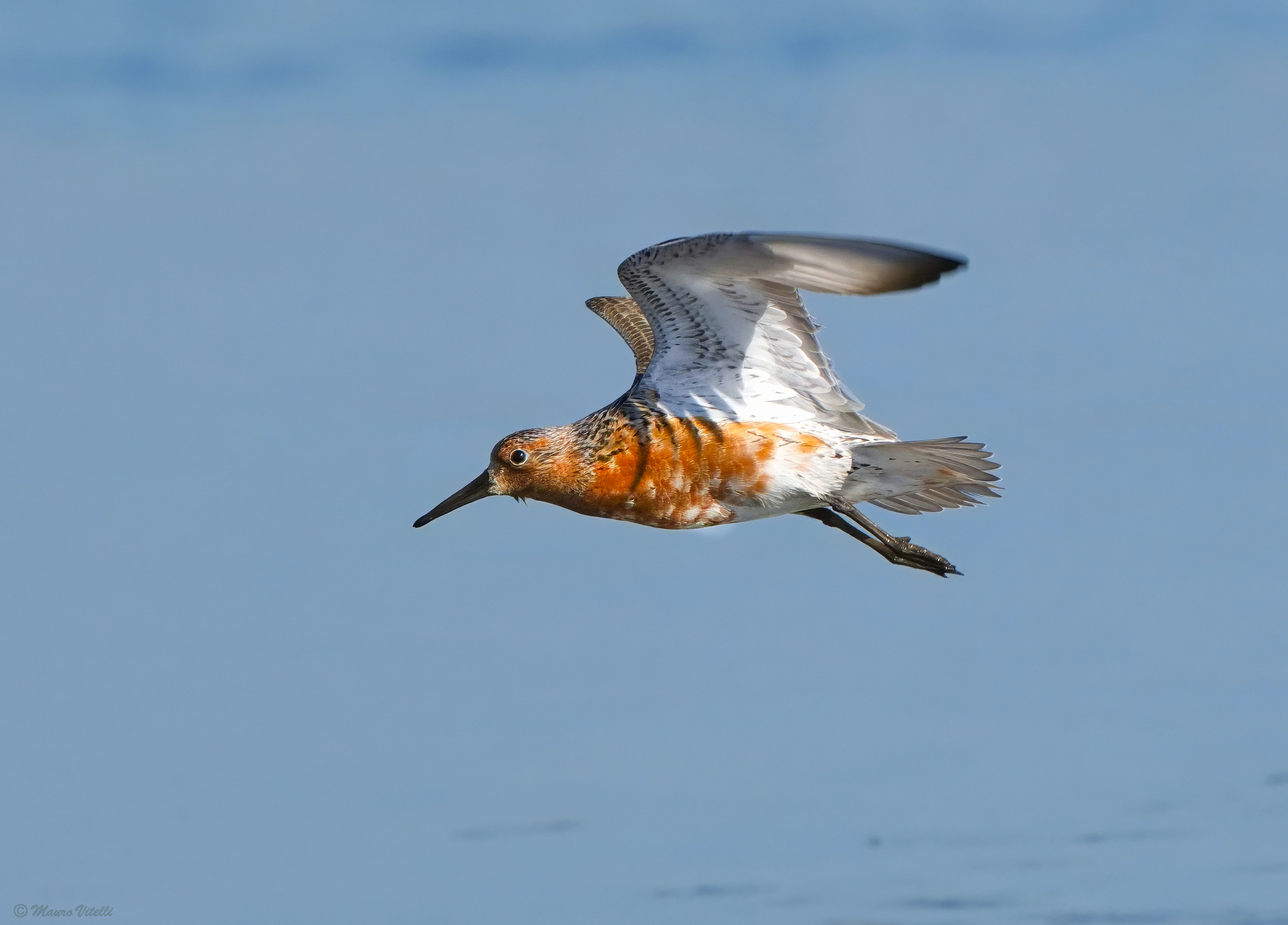 Greater Sandpiper (Calidris canutus)