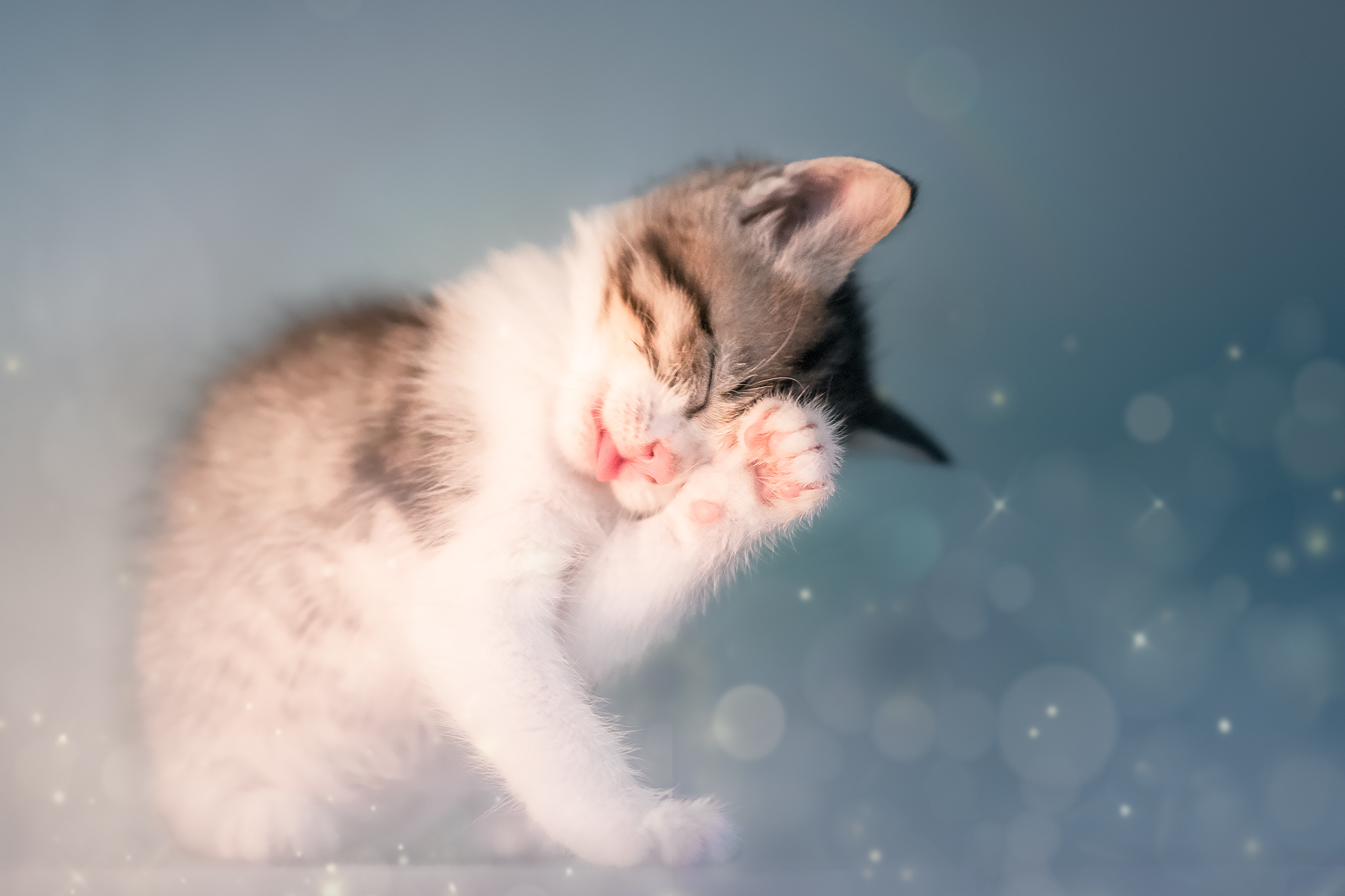 LITTLE LUCIFER 2