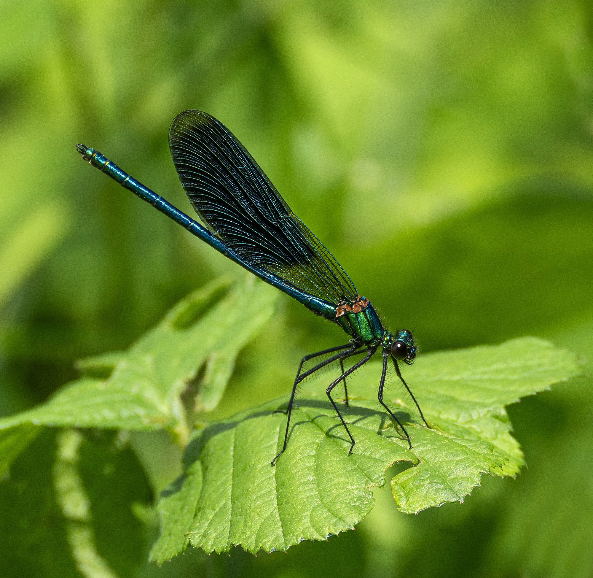 Calopteryx splendens