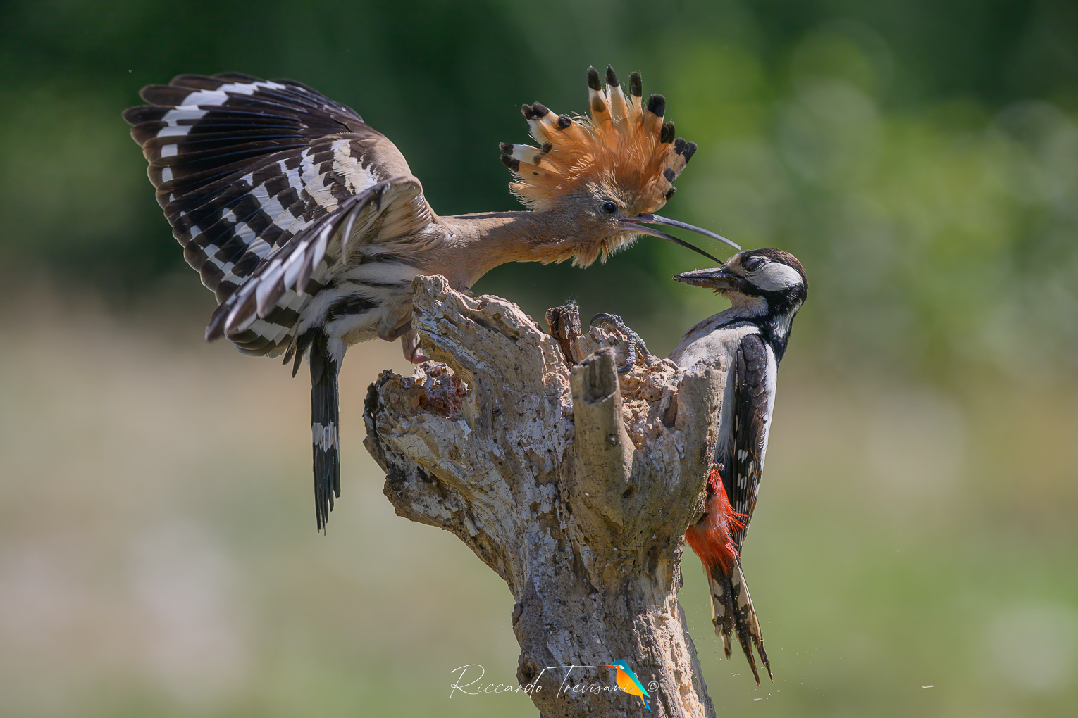 upupa vs picchio rosso maggiore