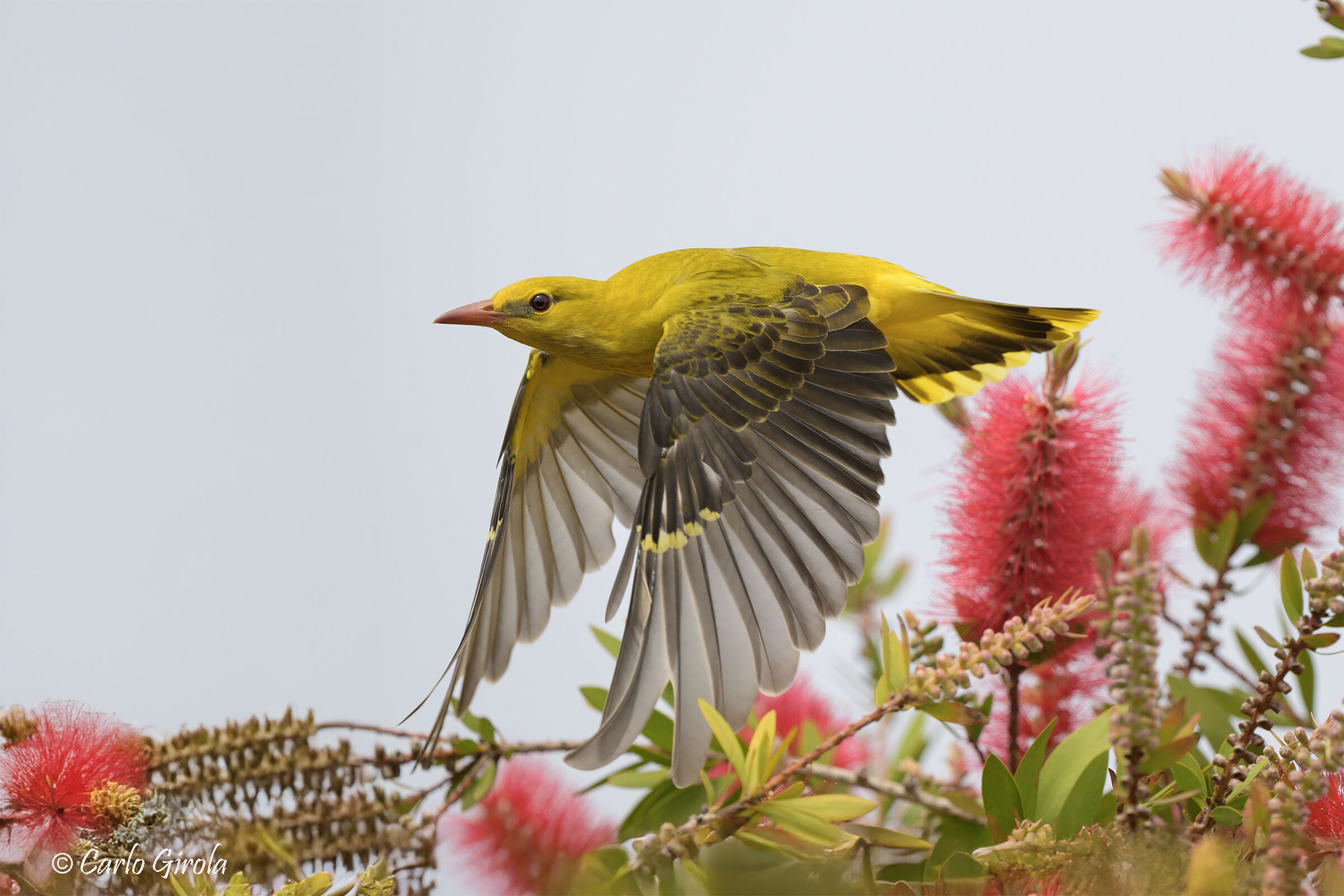 Golden oriole(Oriolus oriolus)
