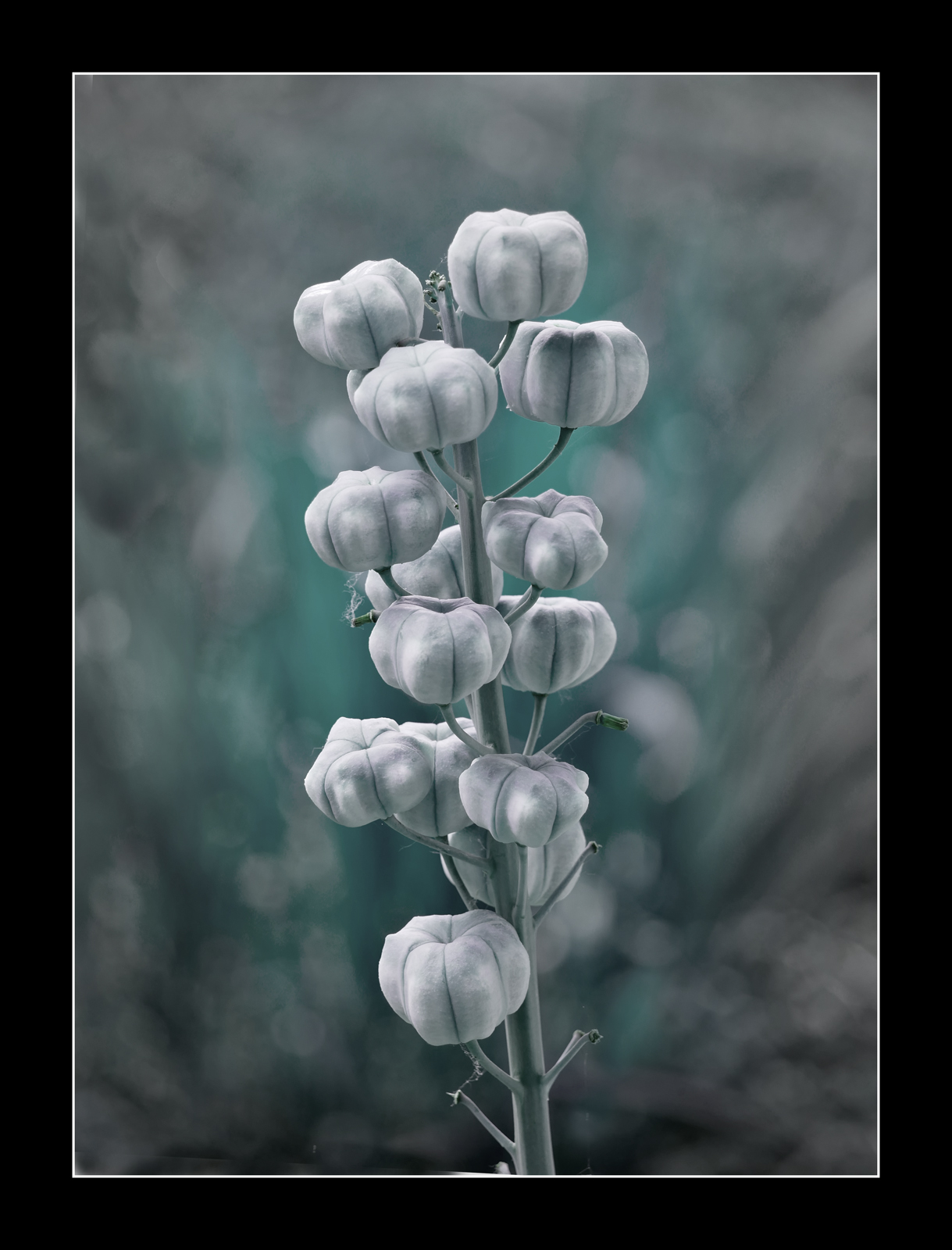 Fritillaria P.