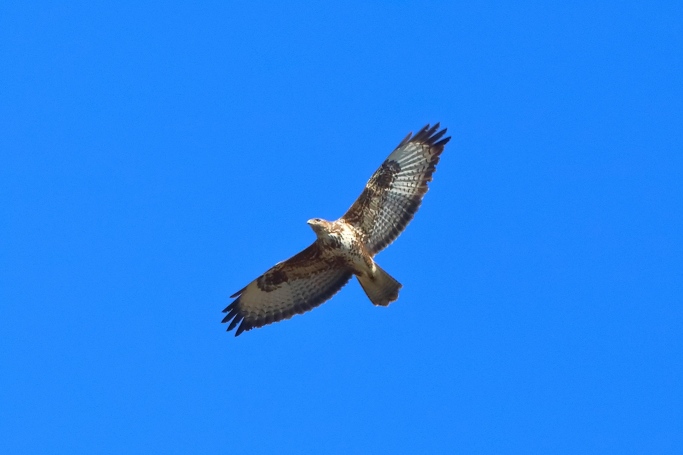 Poiana 04 marzo 2025 - 0017