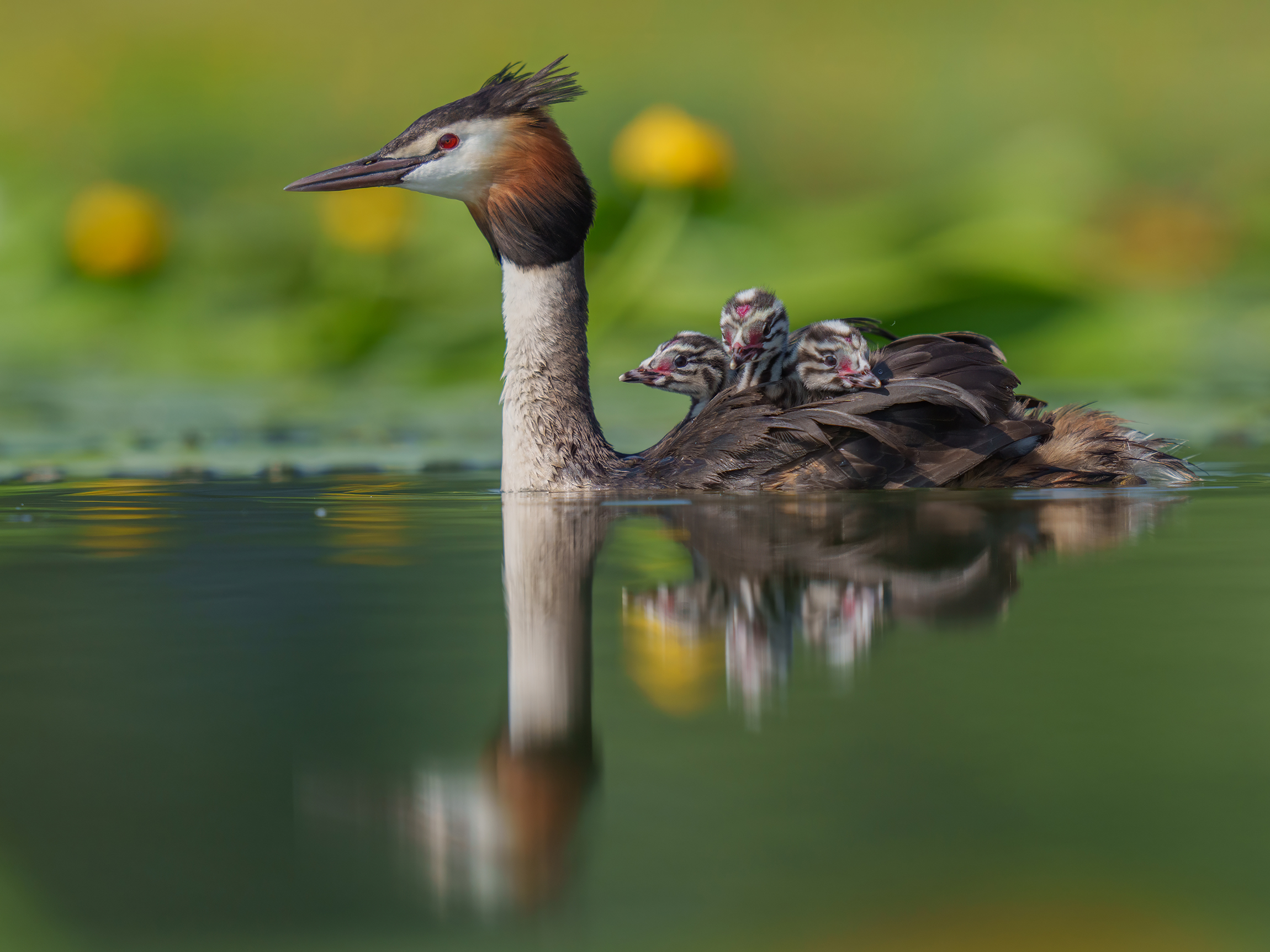 Three brothers