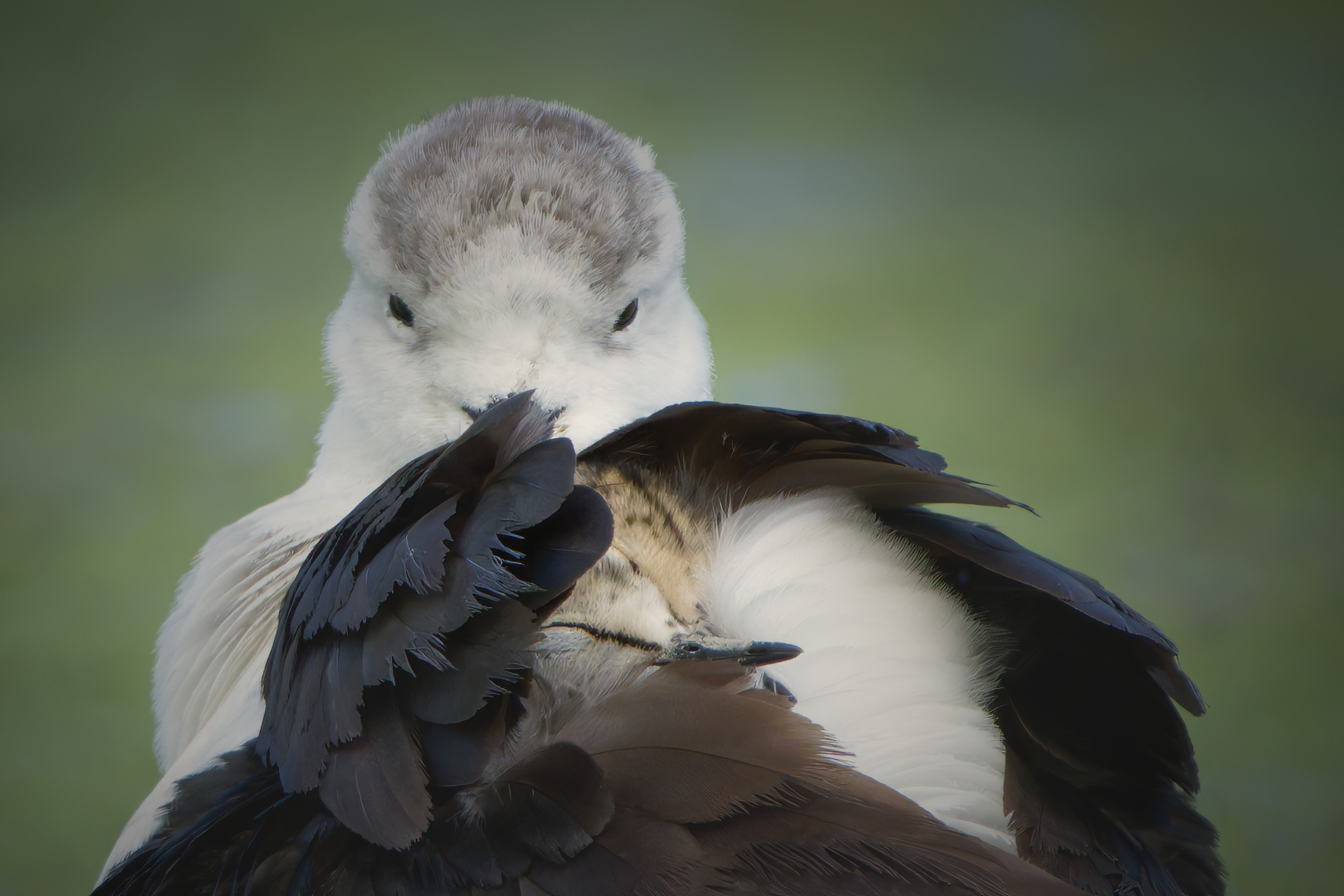 Amore materno (Himantopus himantopus)
