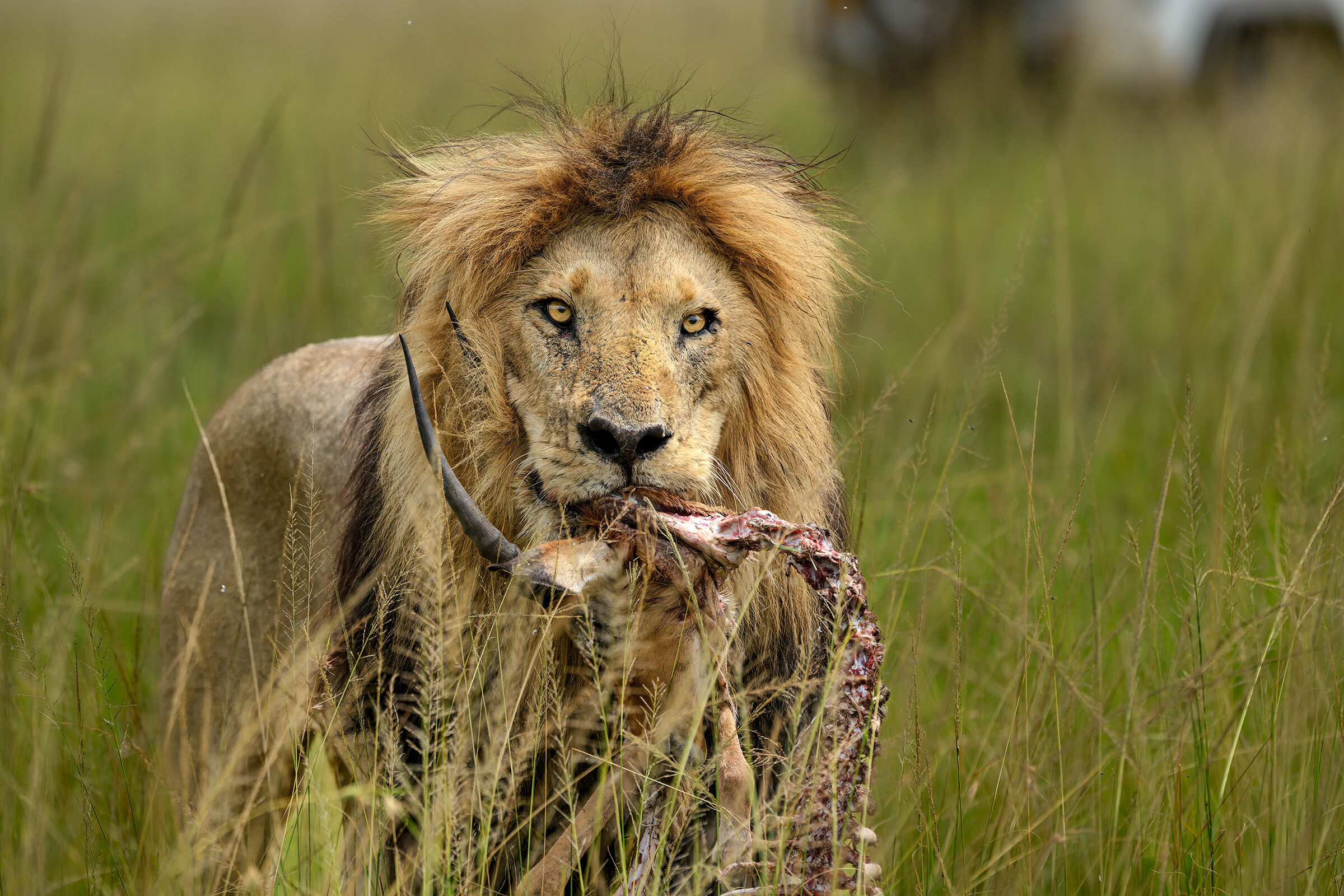 The King of the Savannah