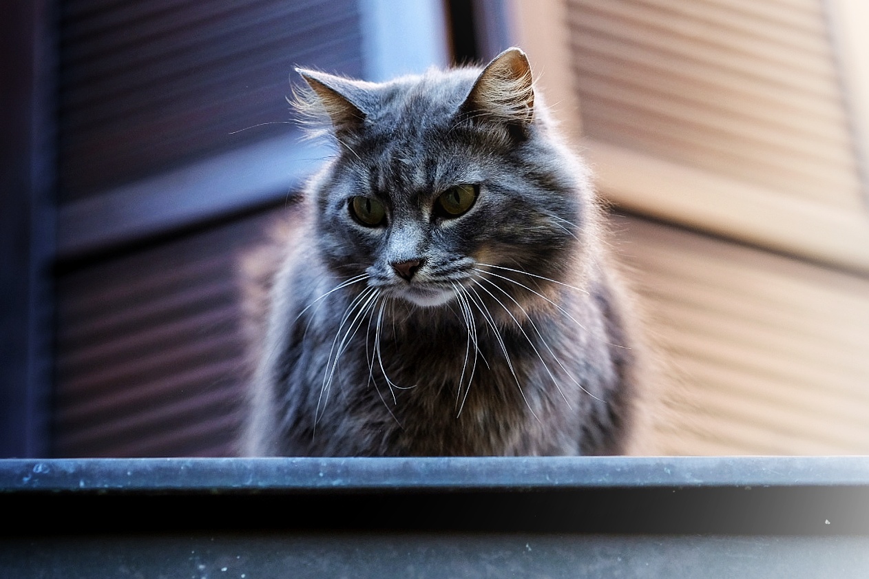 Between light and darkness