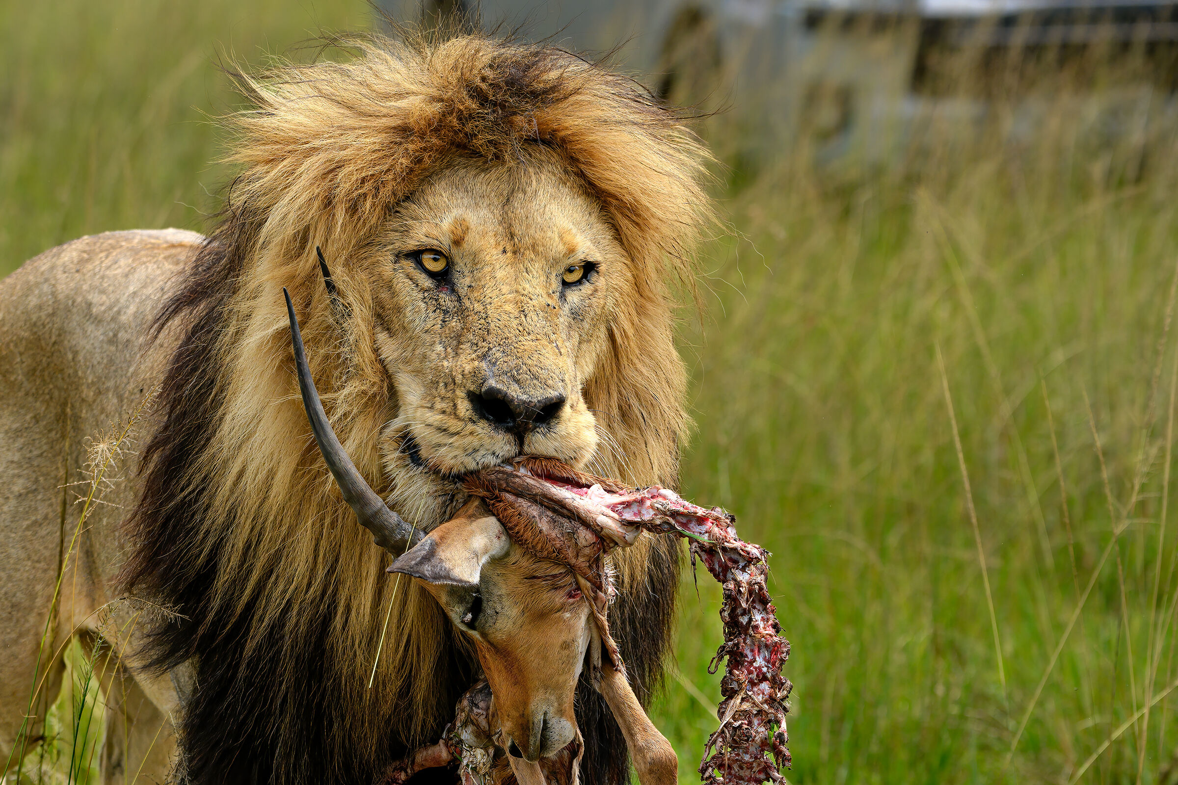 King of the Savannah II