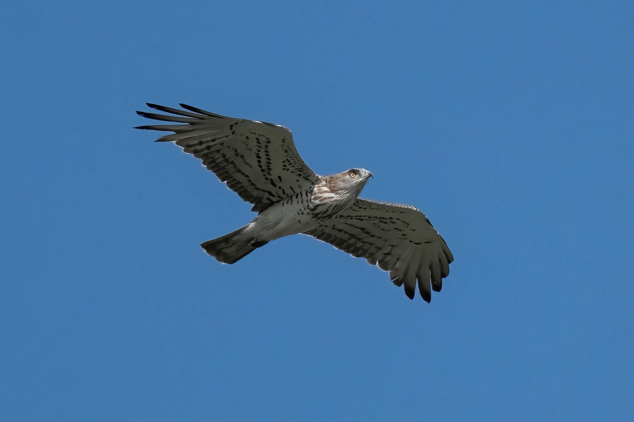 Biancone (Circaetus gallicus)
