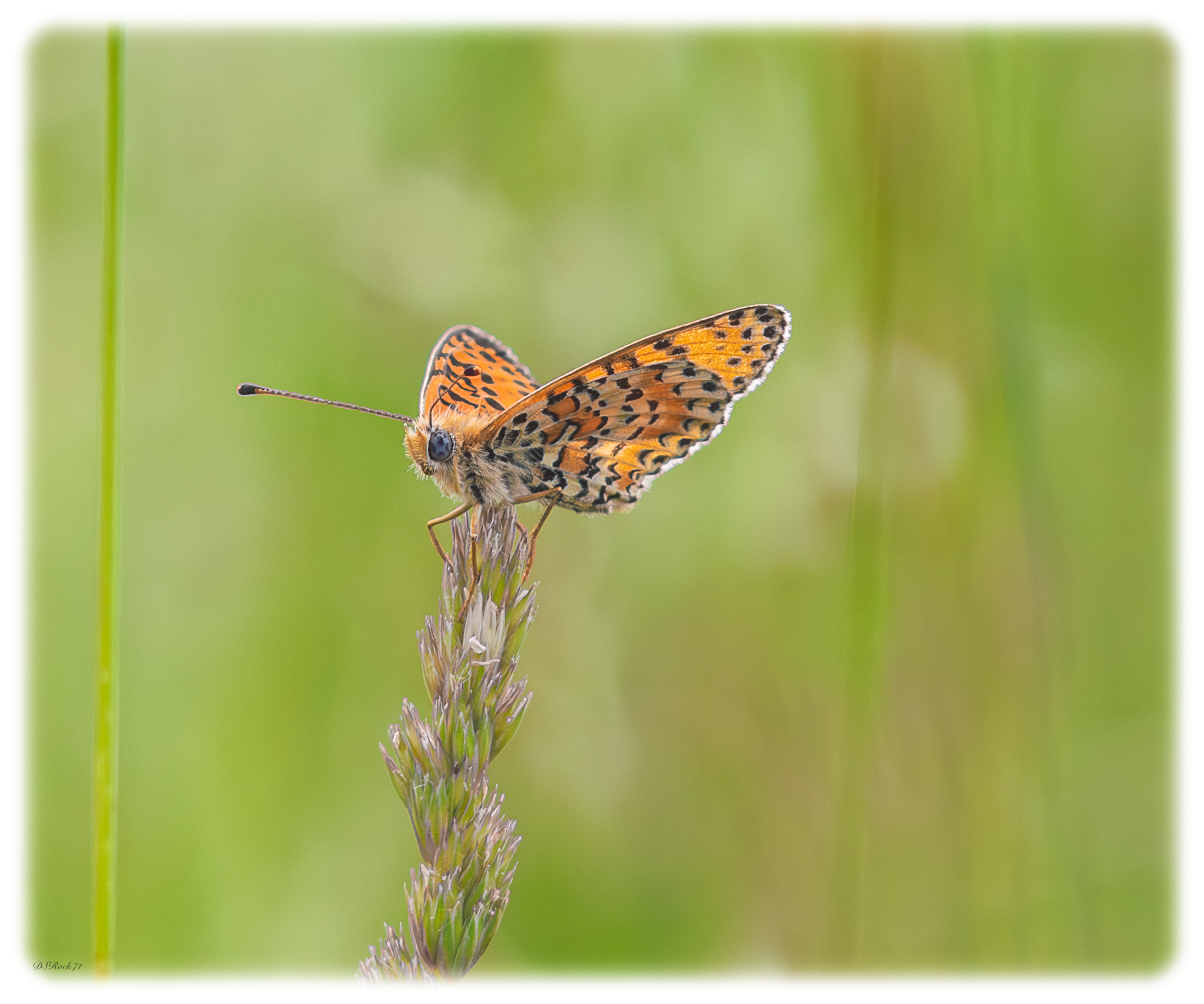 Farfallina di maggio