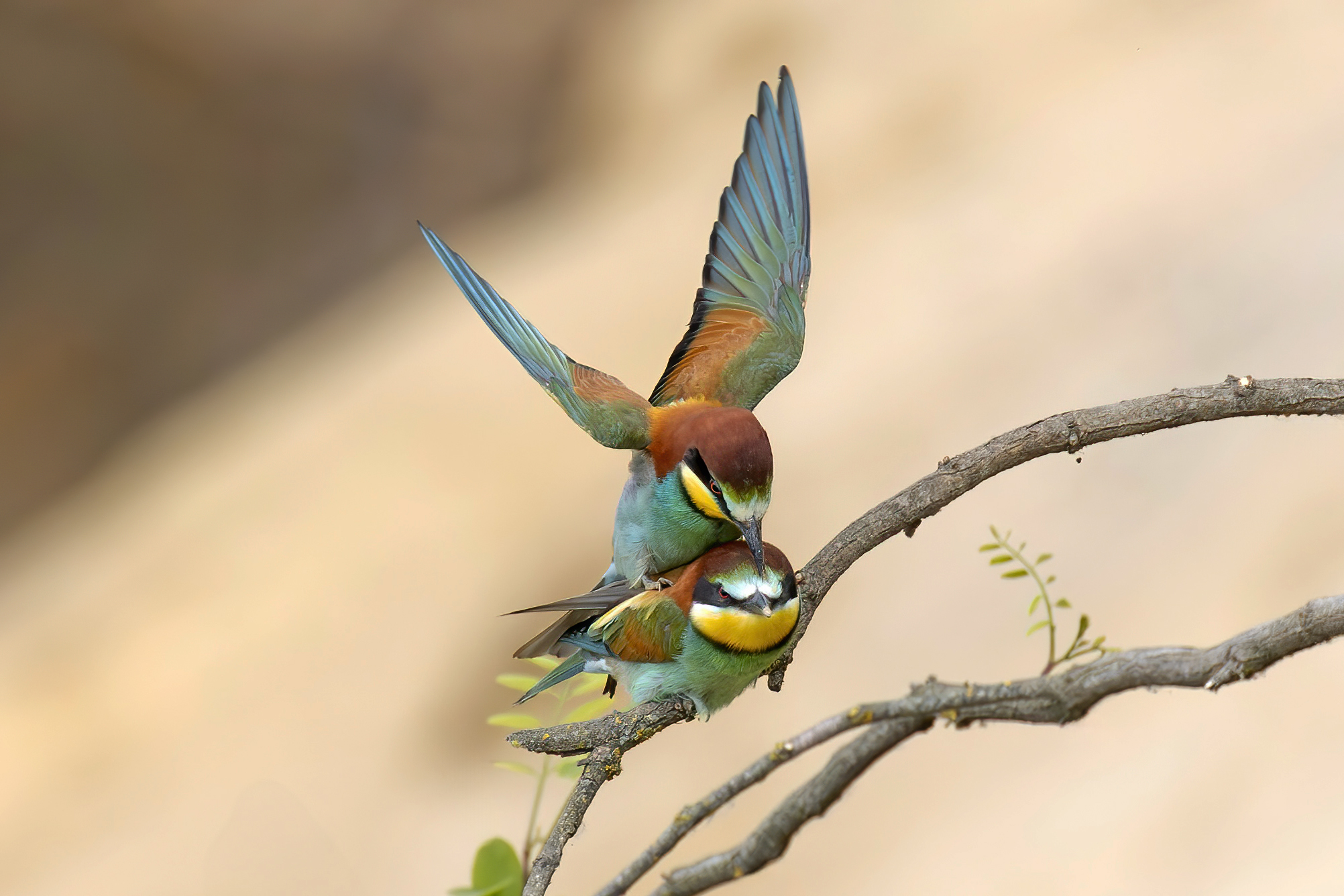 Bee-eaters