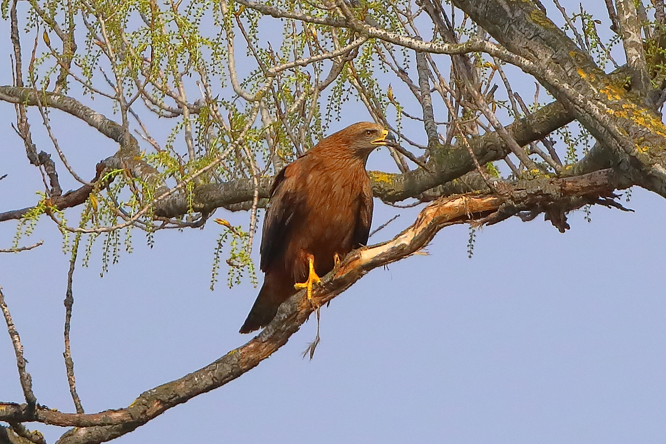 Nibbio bruno 29 marzo 2025 - 0098