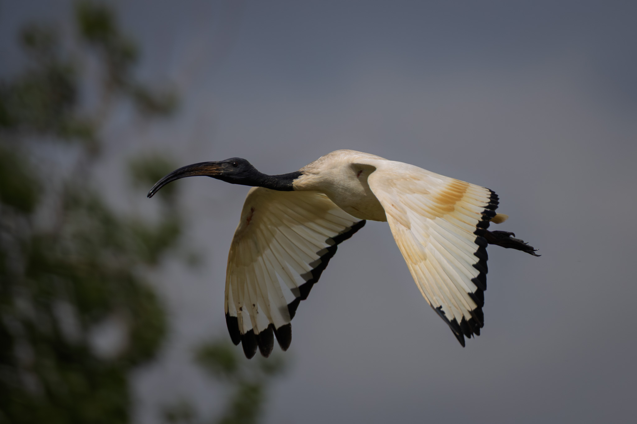 Prima scatti avifauna
