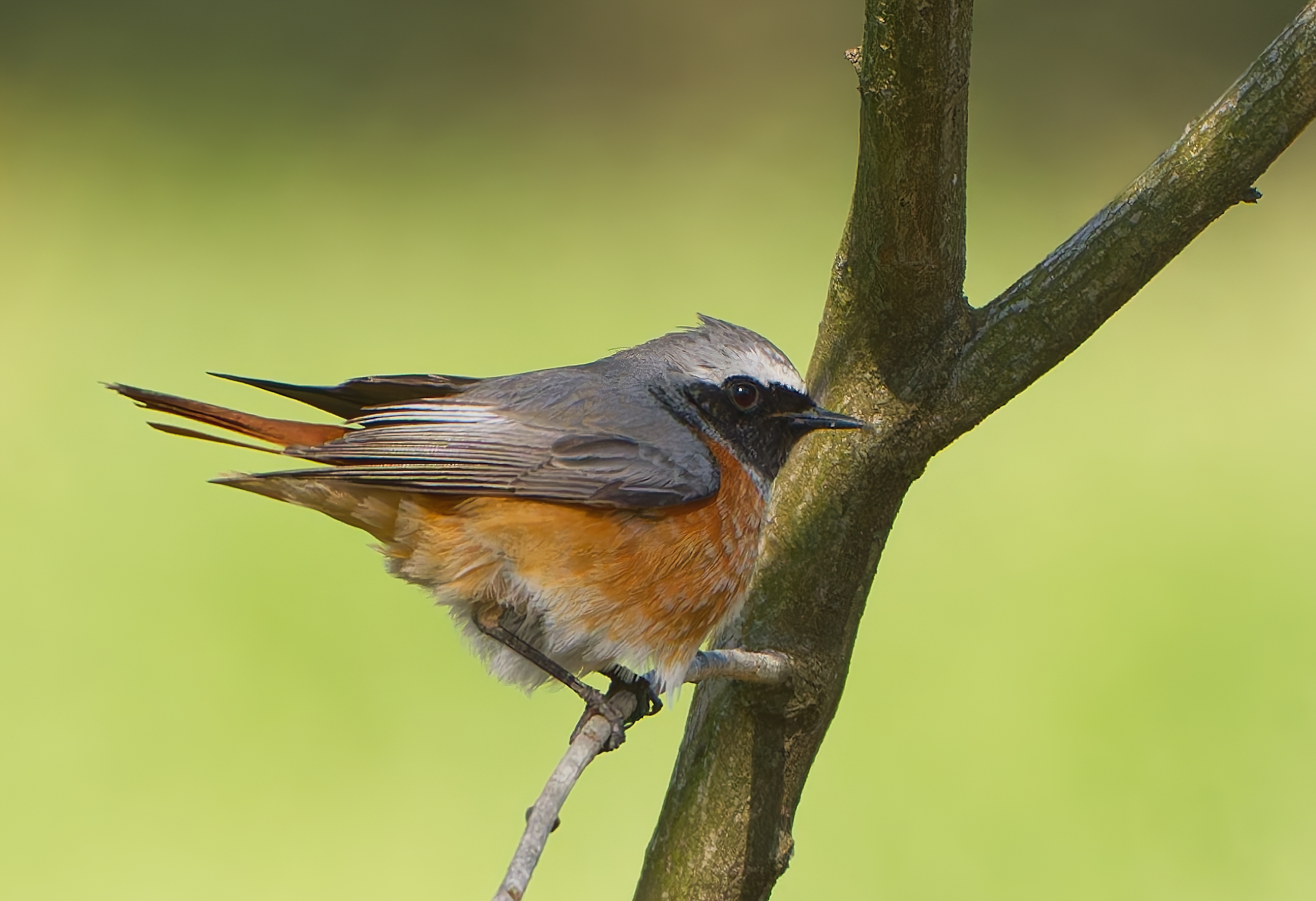 Male Redstart