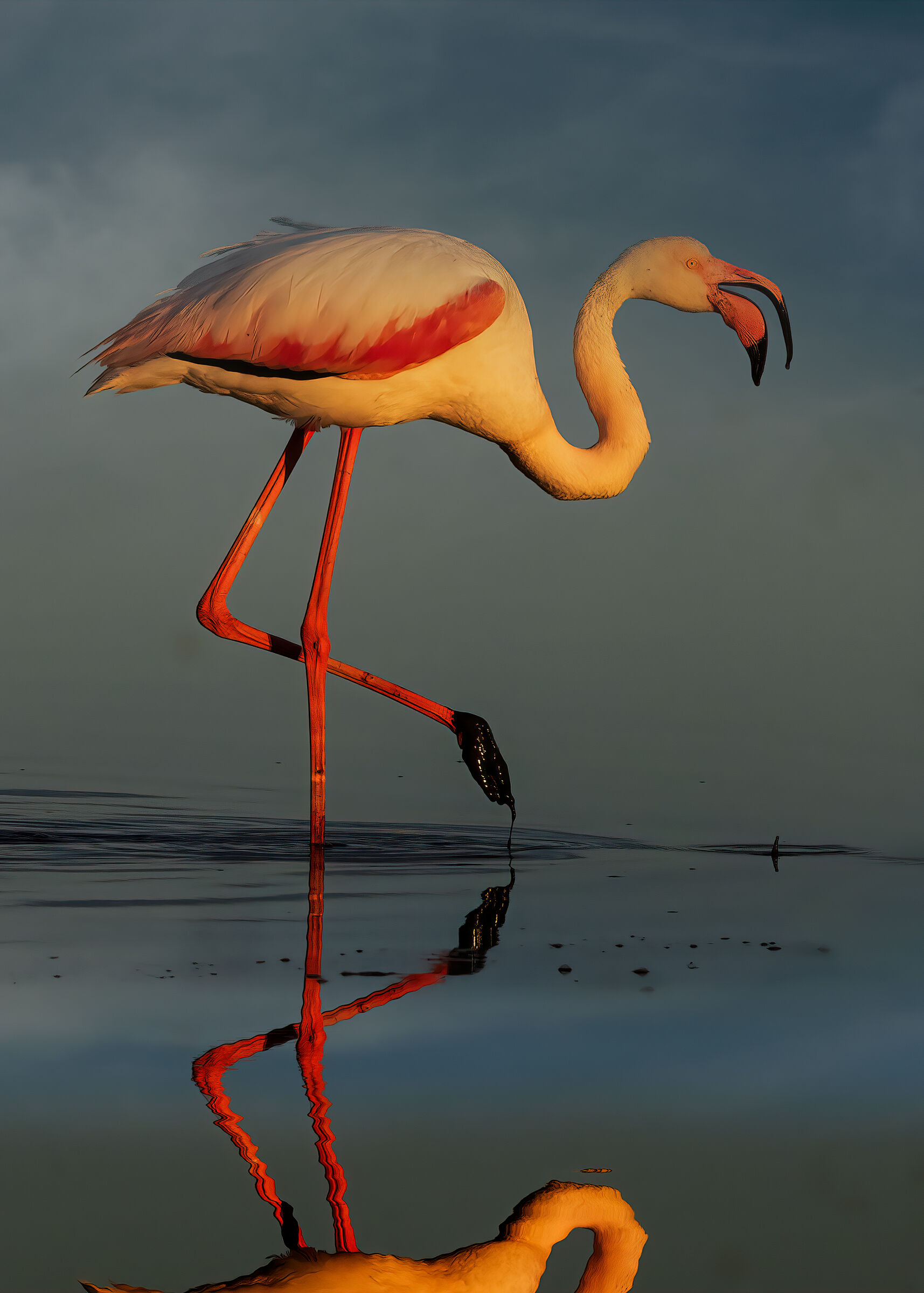 Fenicottero rosa alle luci del tramonto