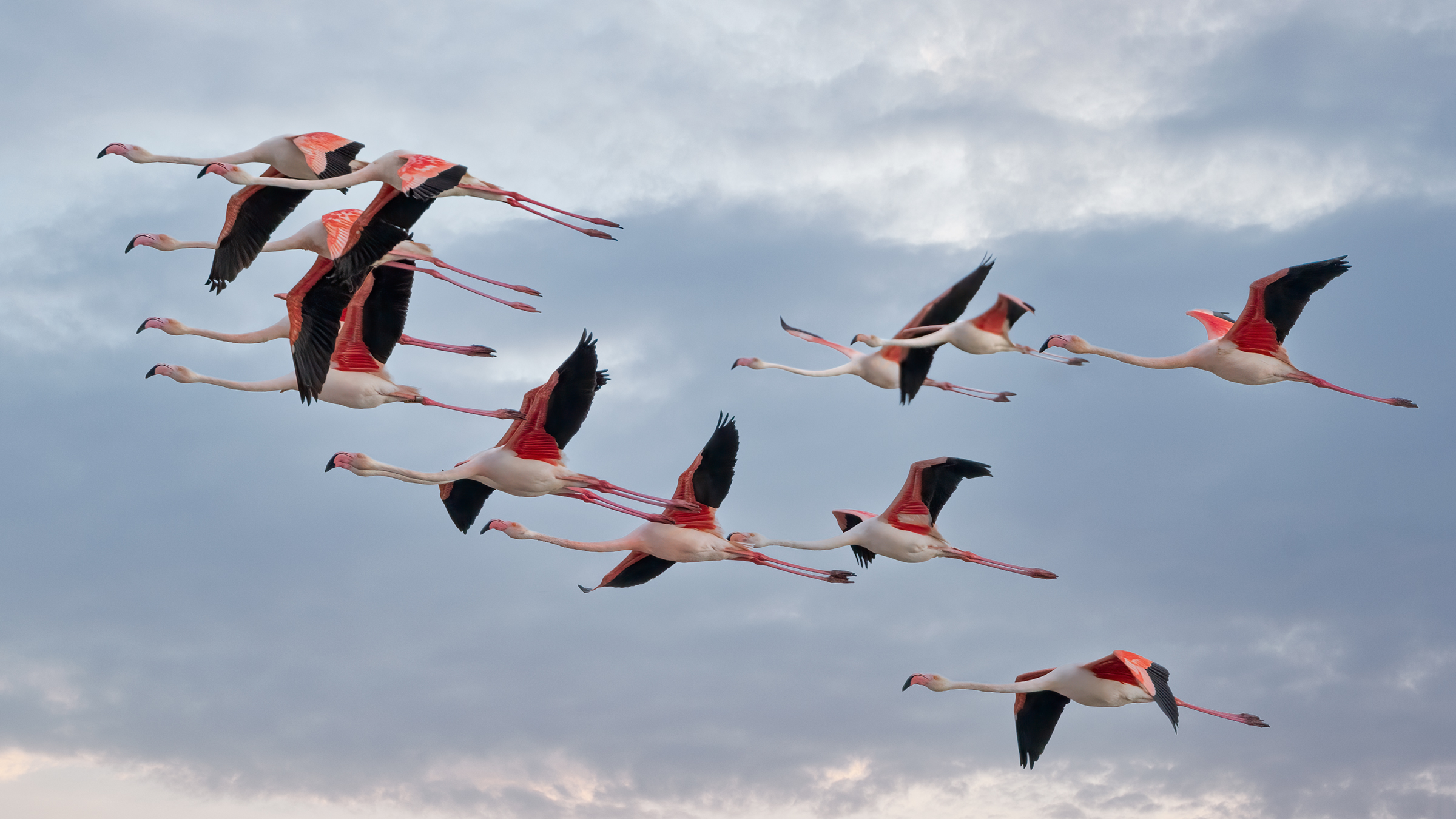 Fenicotteri rosa in formazione