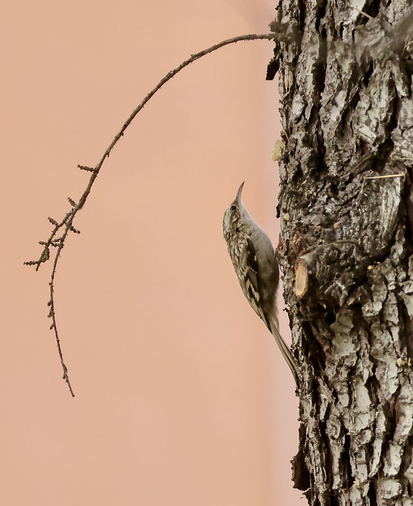 Treecreeper (from my balcony)
