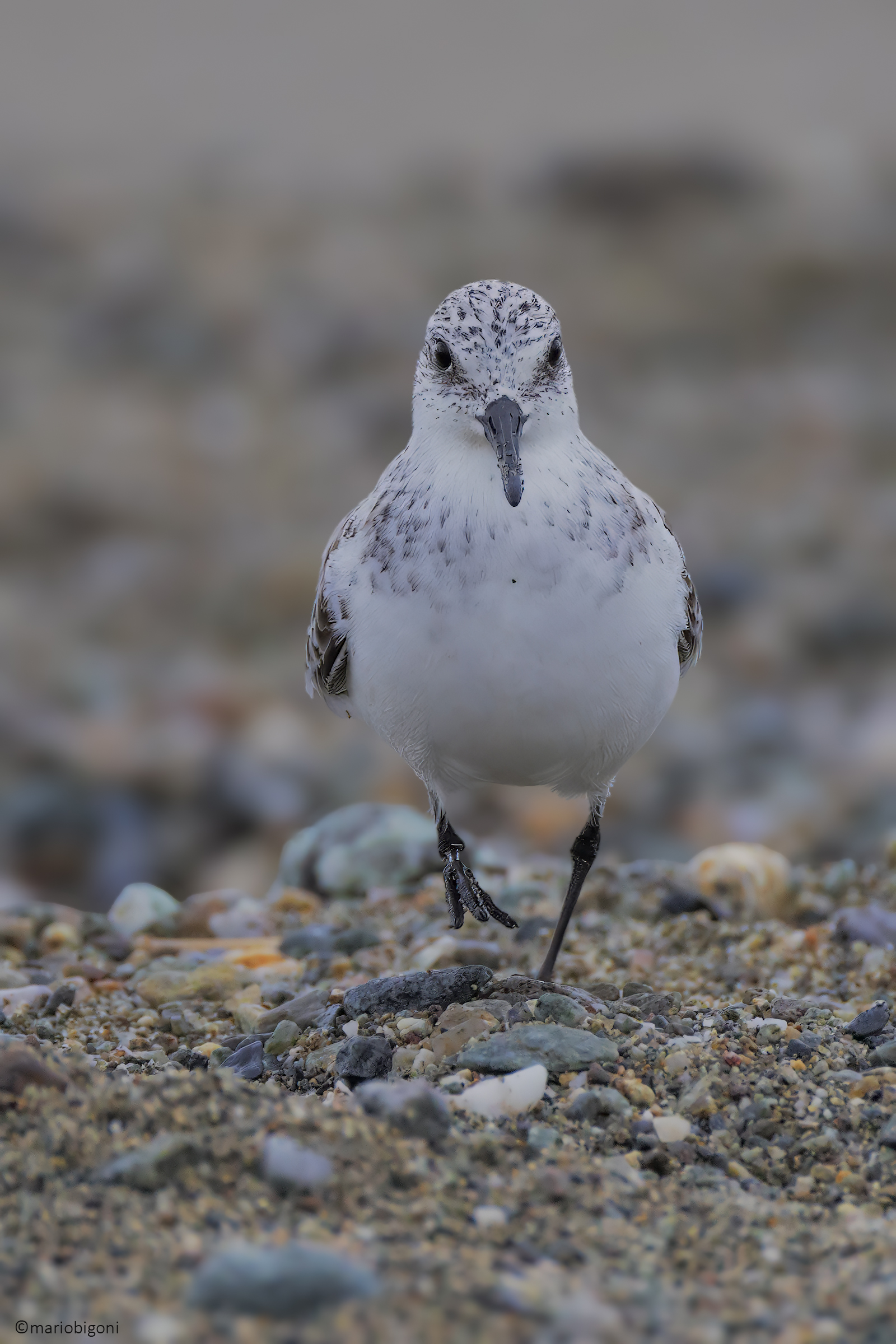Sandpiper three-toed