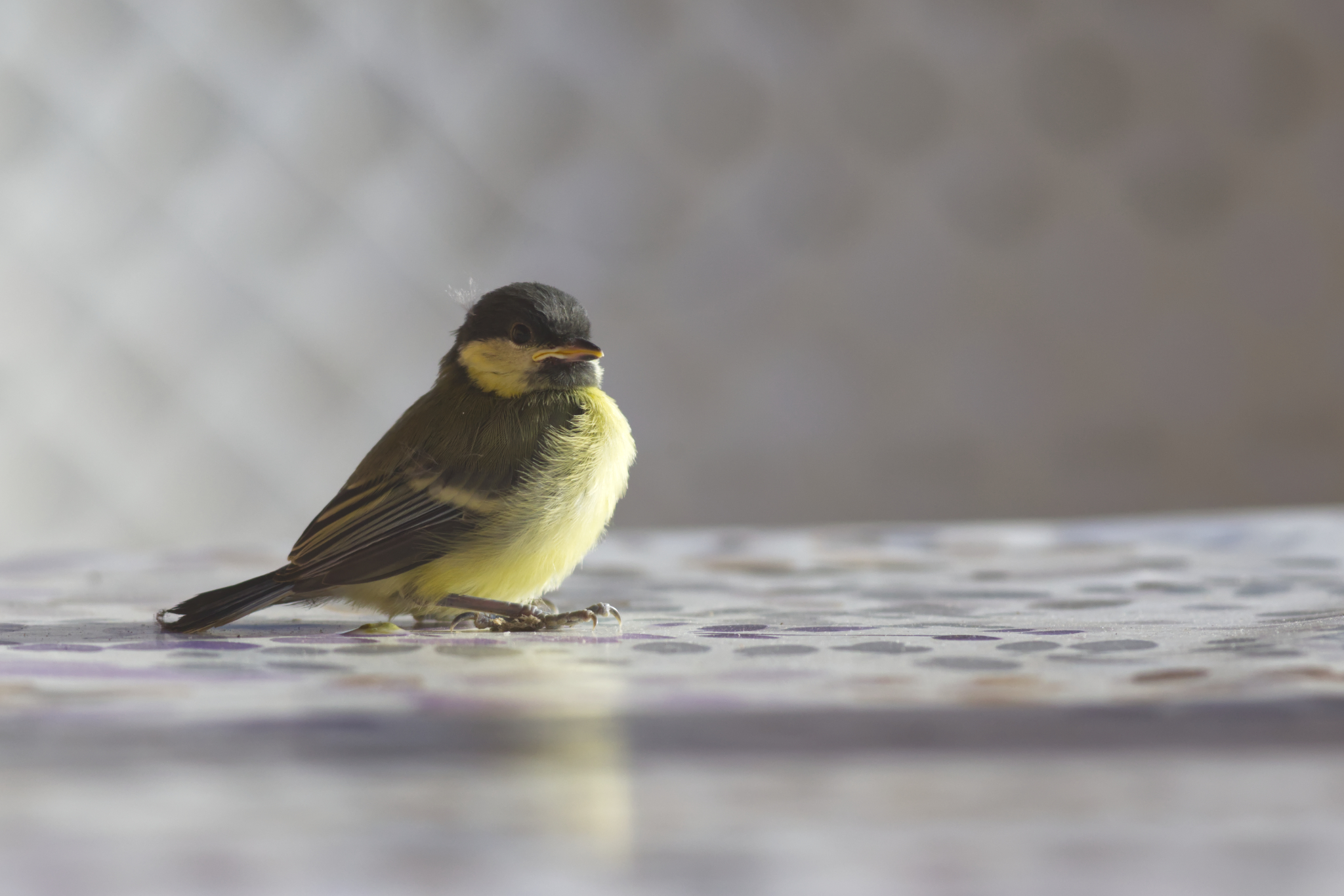 Colazione in compagnia!!