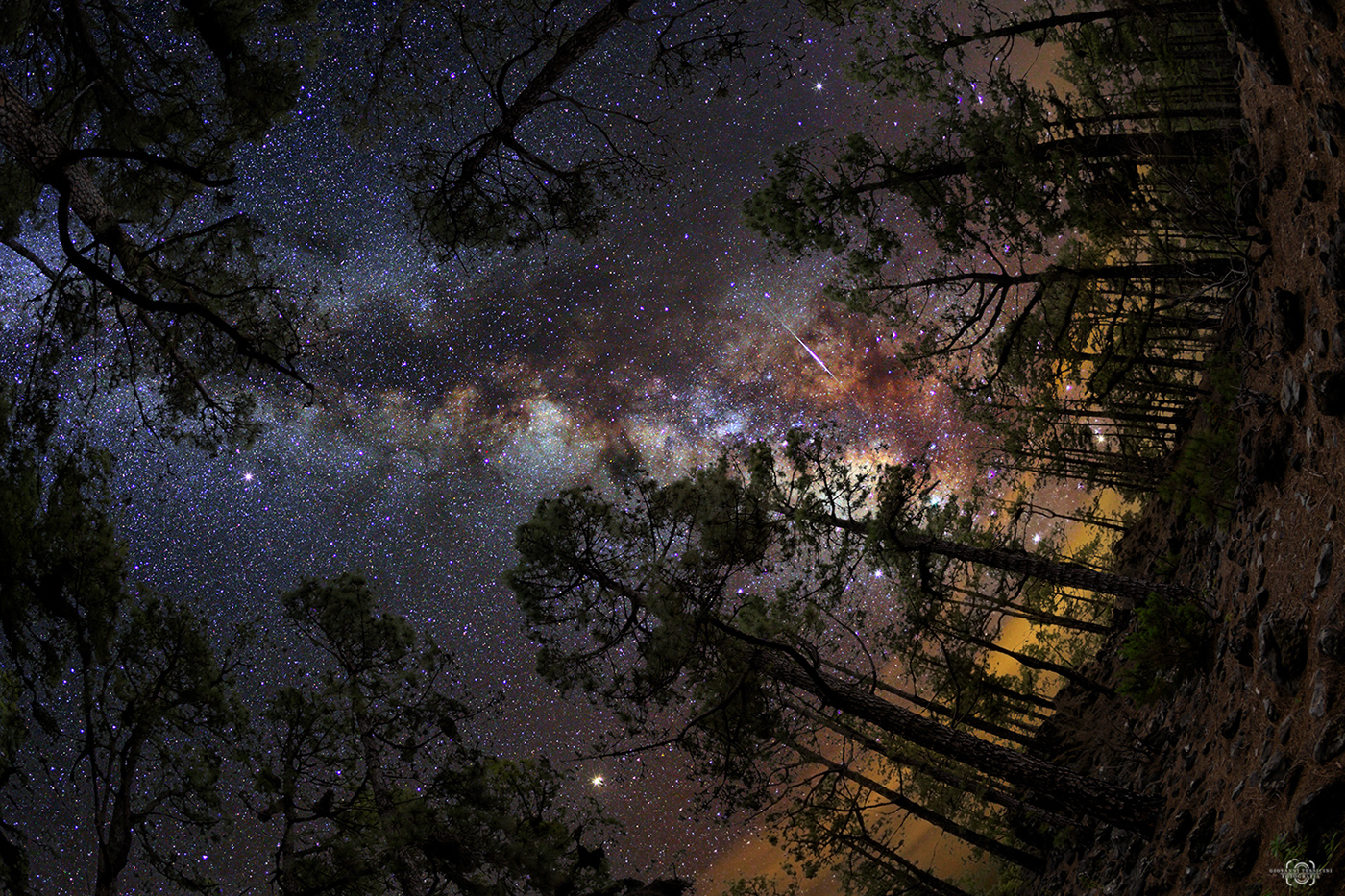 Inside the pine forest