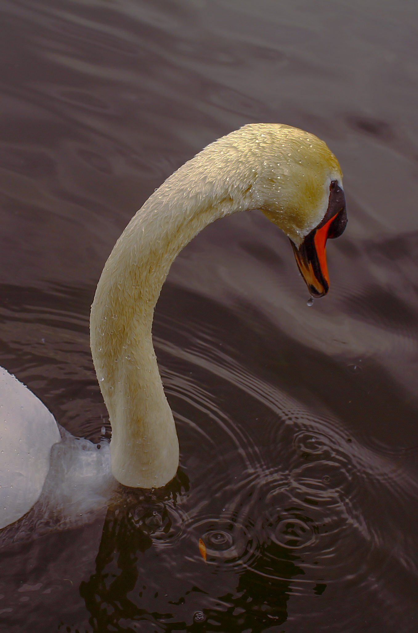 cigno vanitoso