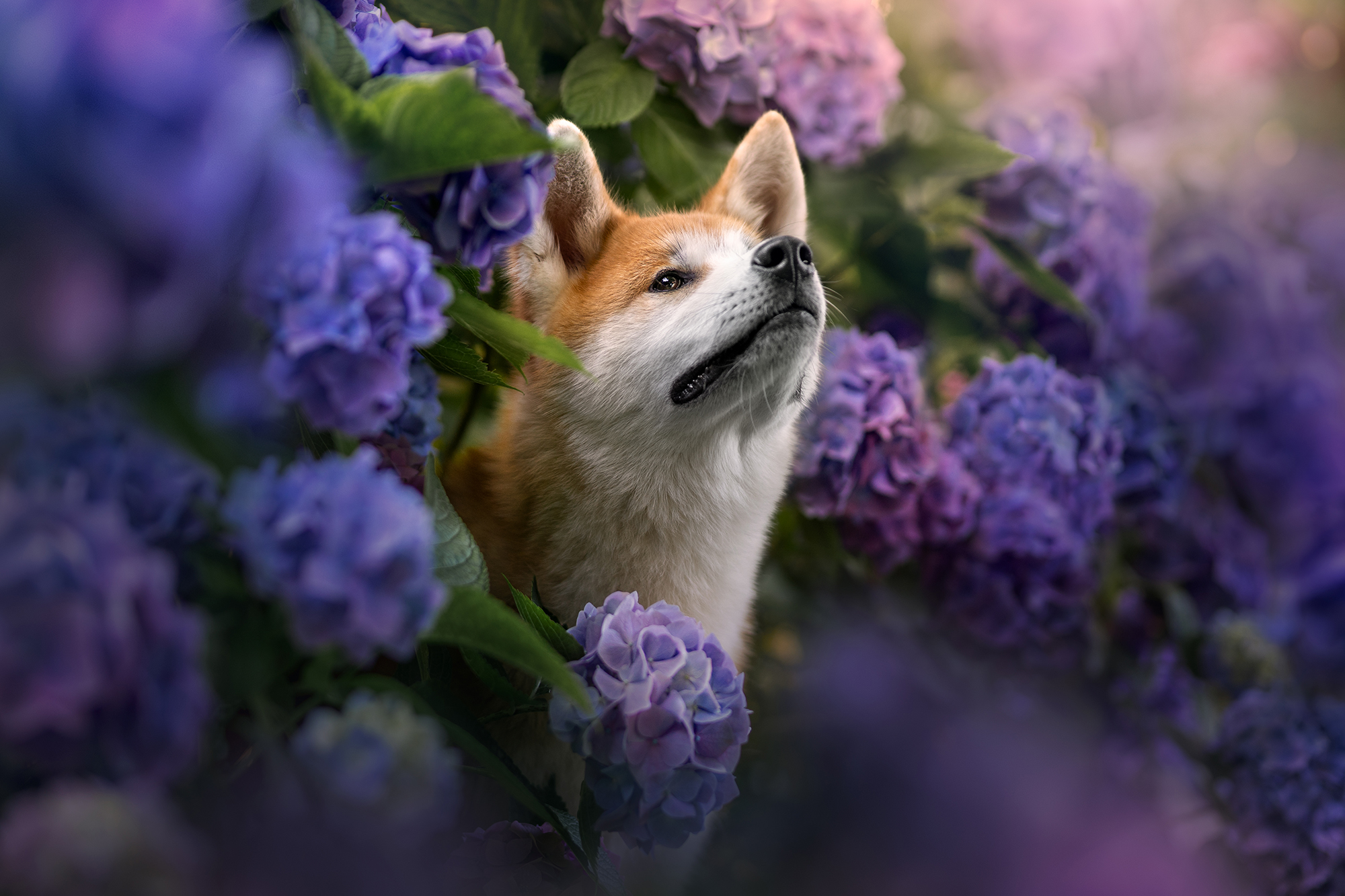 Akita