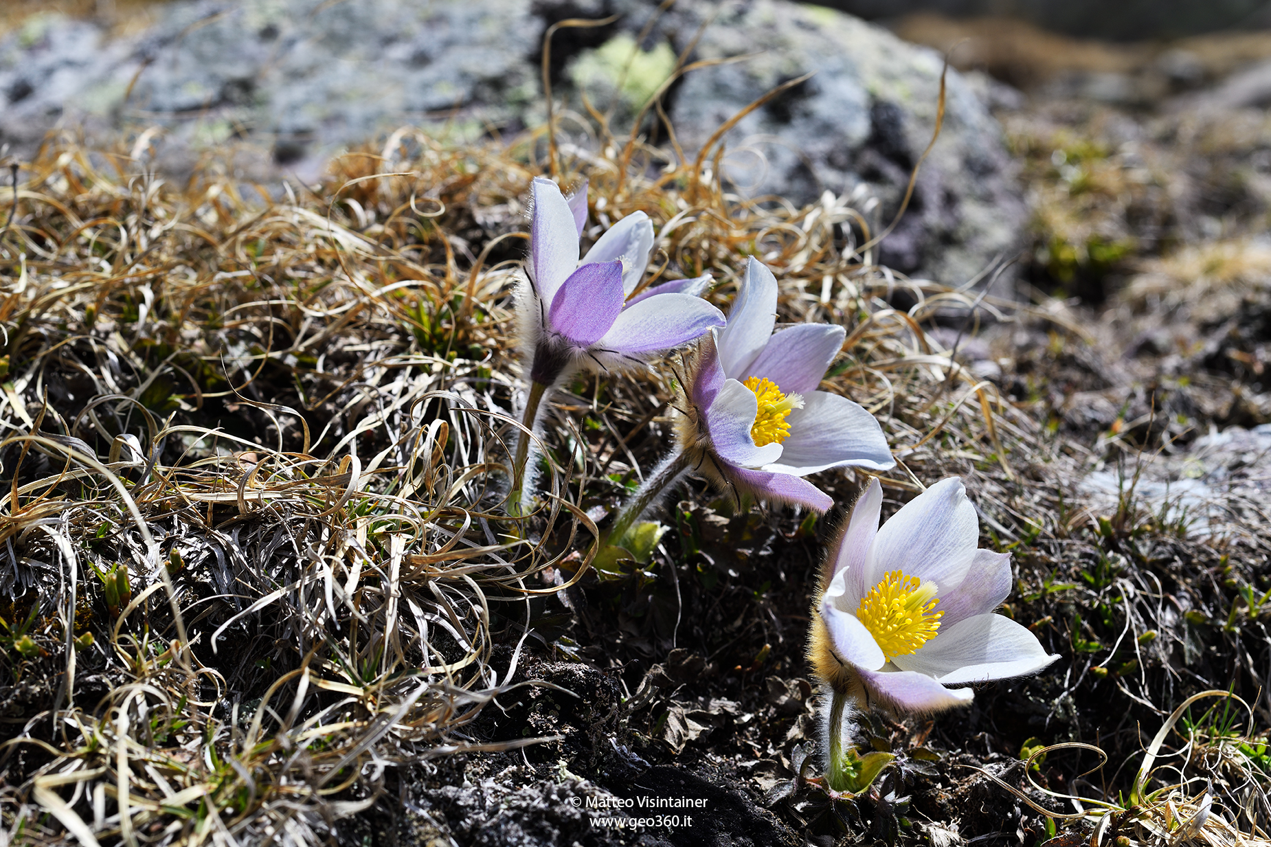 Pulsatilla vernalis