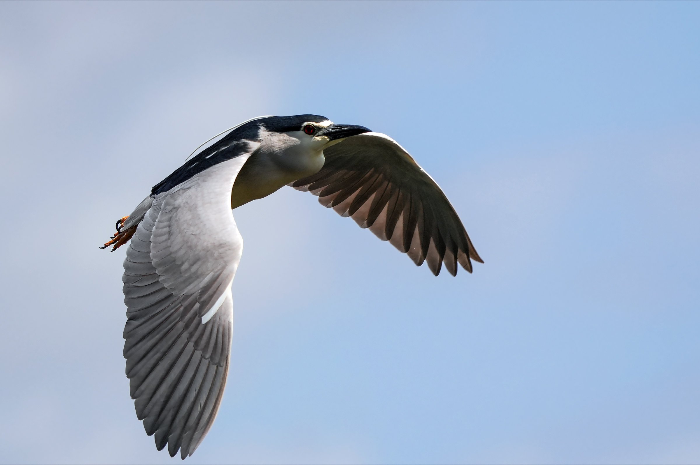 The flight