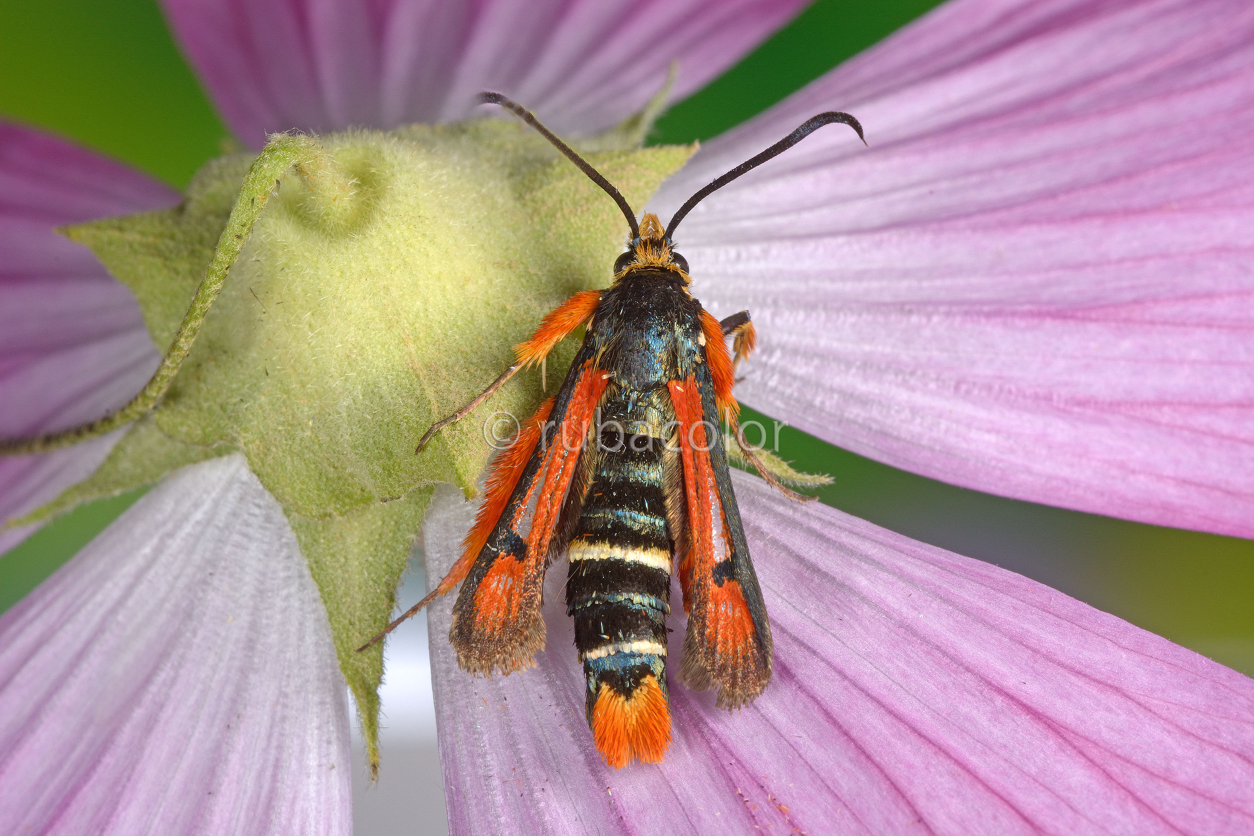 When the moths Missoni dress