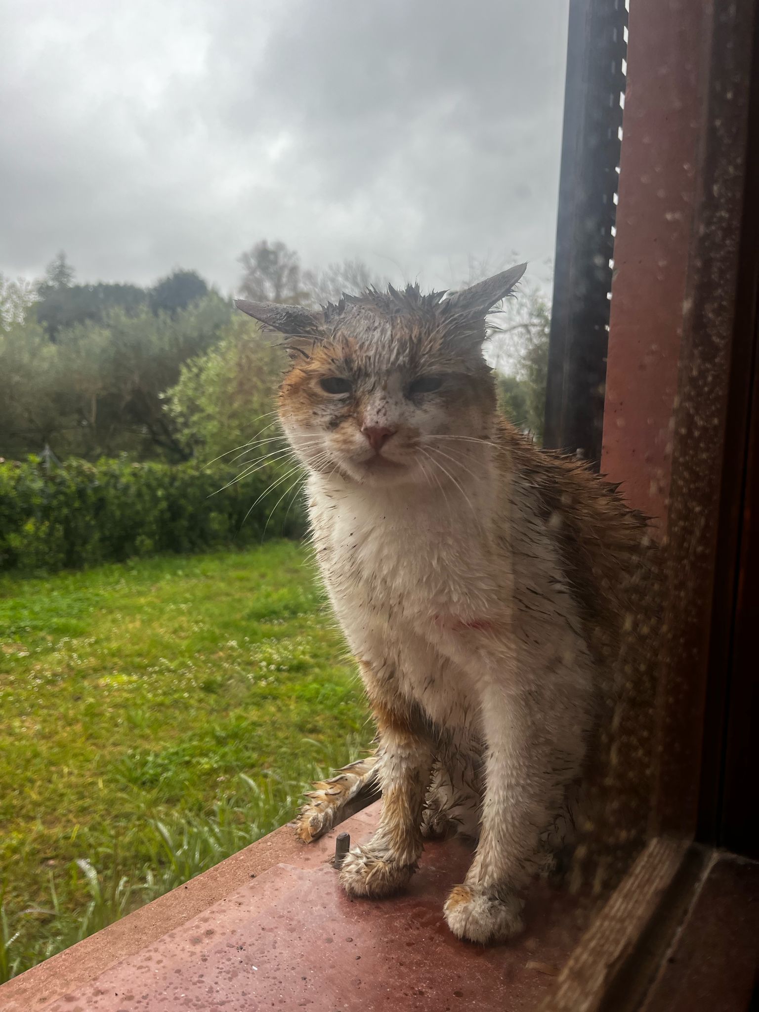Il mio Benji di ritorno dopo una furibonda lotta e dop