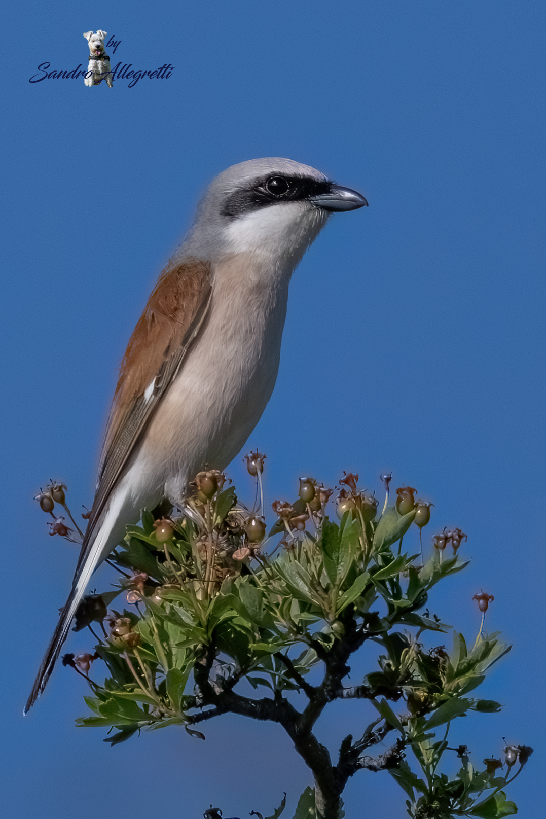 L'averla piccola (Lanius collurio)