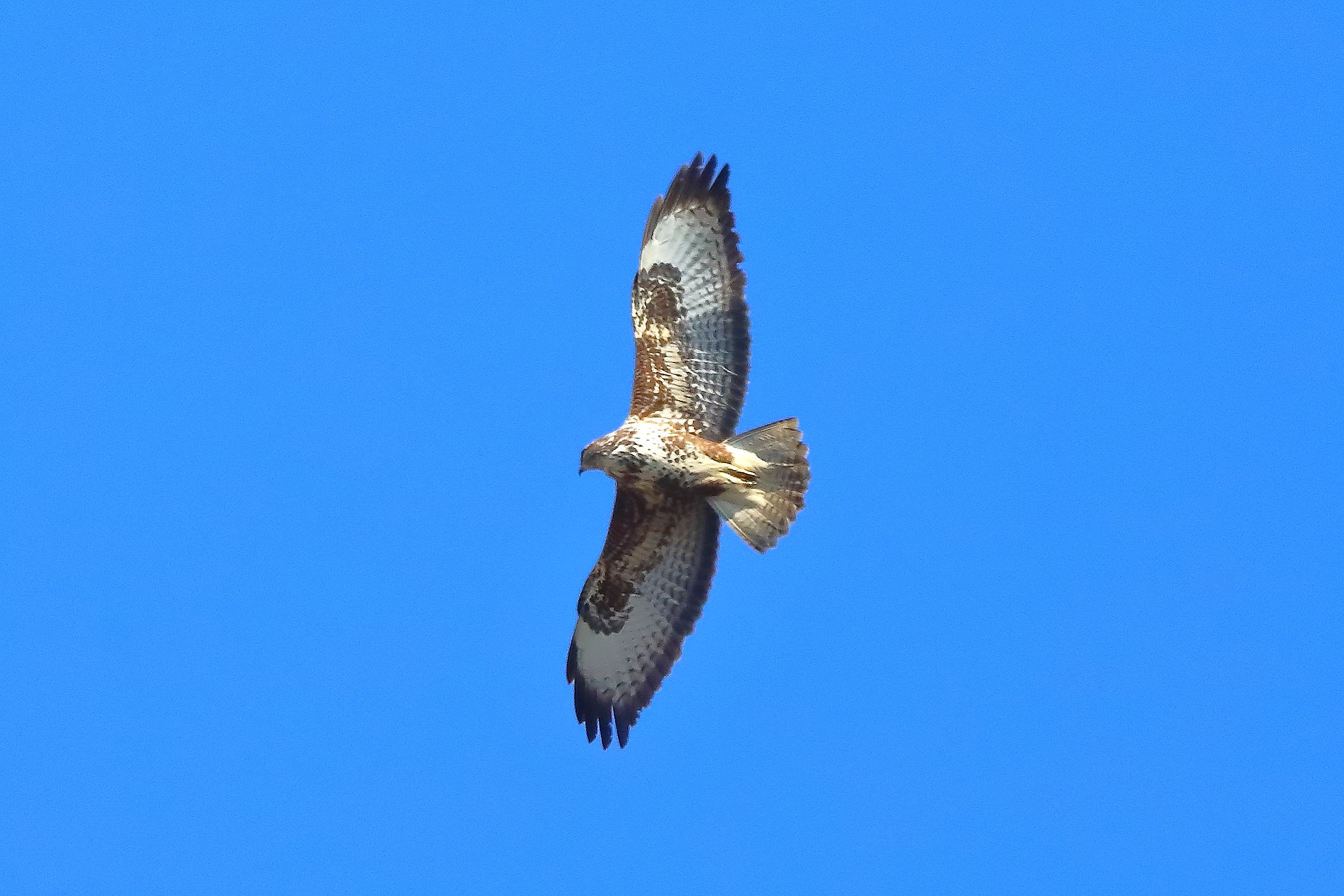 Poiana 04 marzo 2025 - 0022