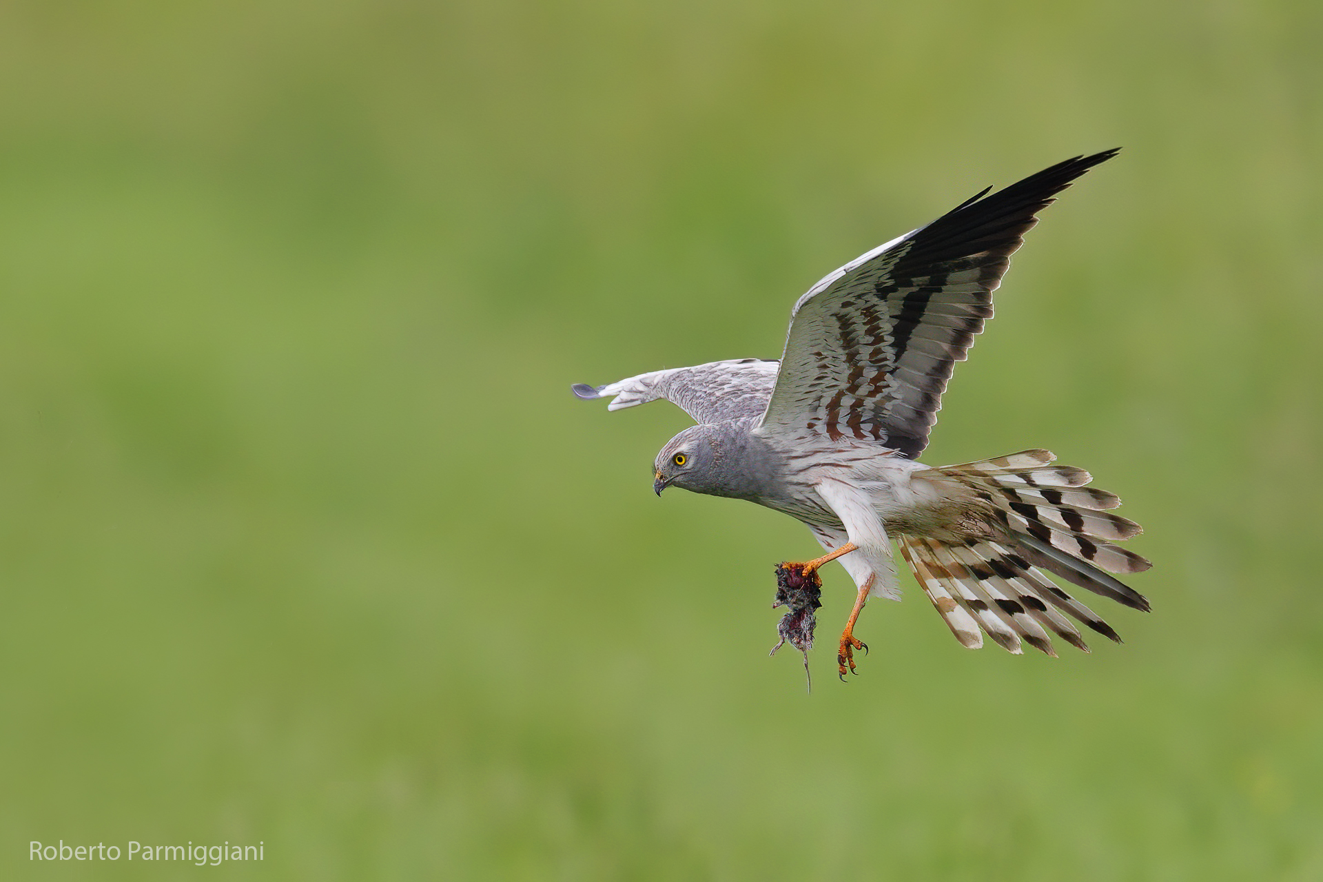 Lesser albenella with prey