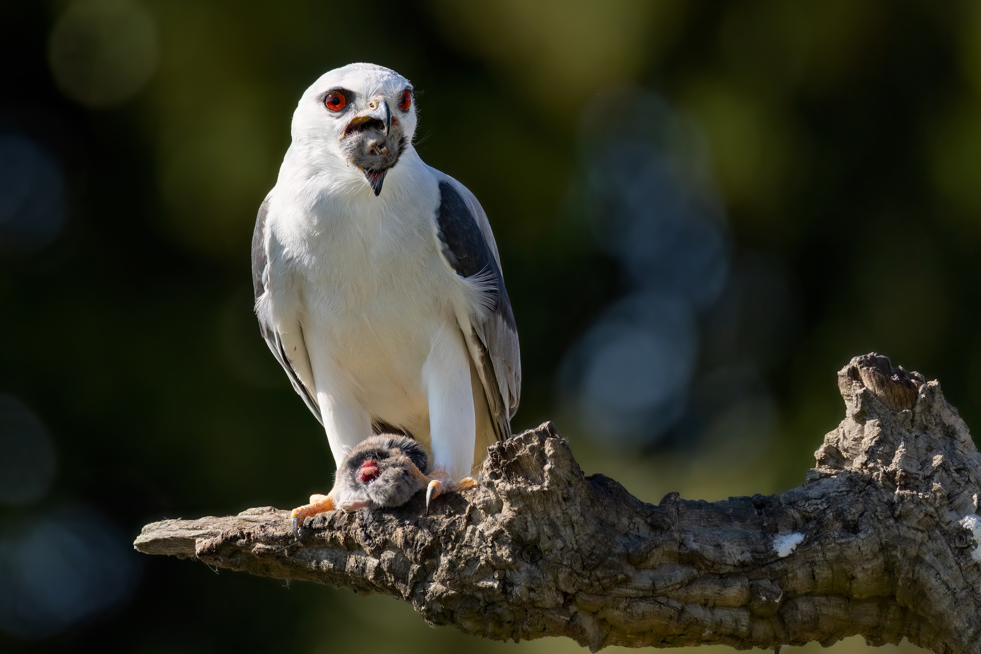 White Kite