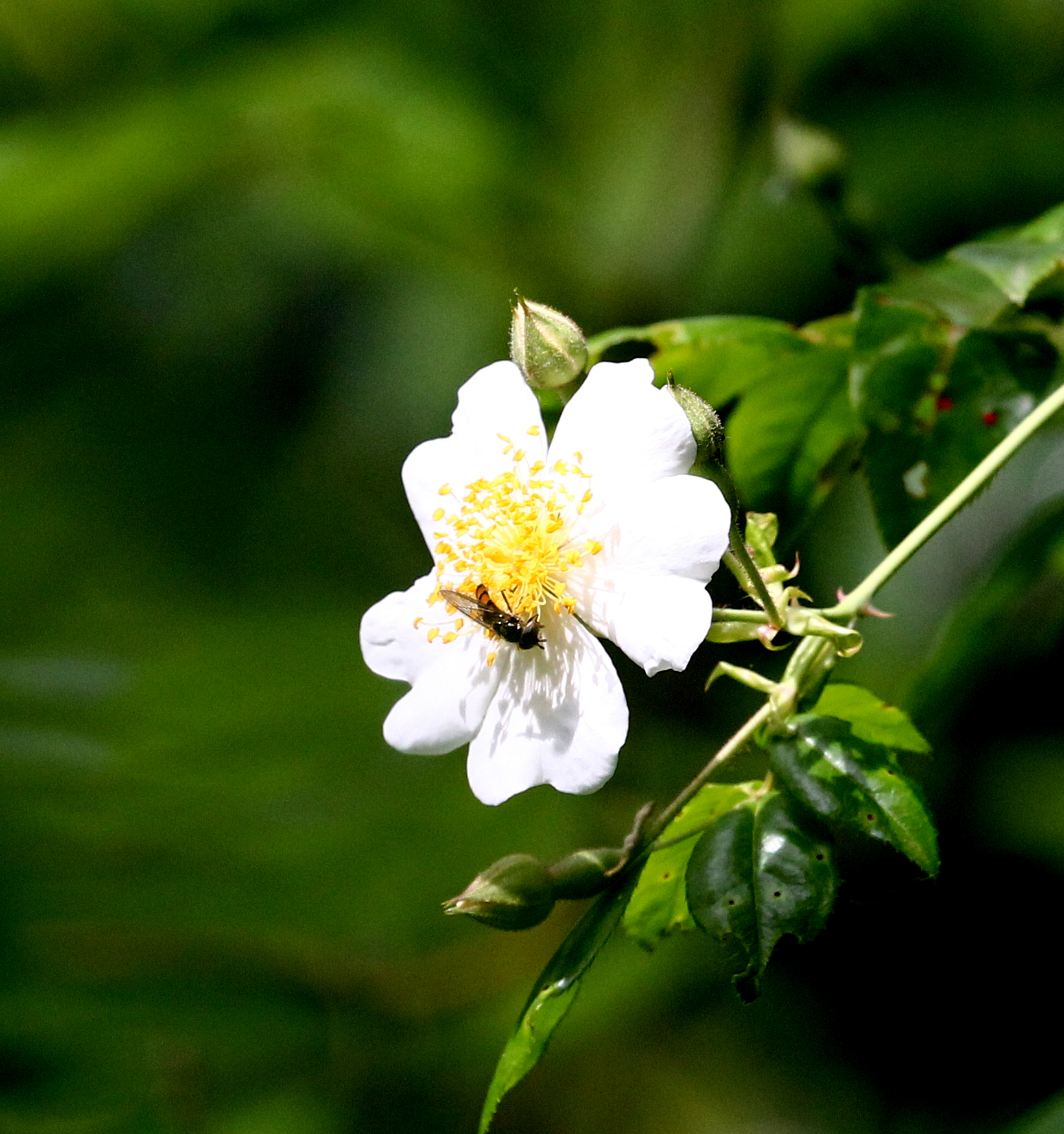 bee