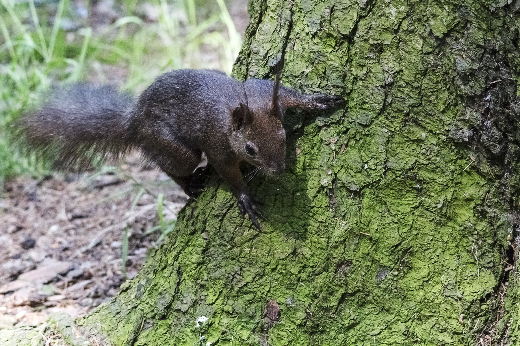 Scoiattolo nel parco di Baia Mare, Romania.