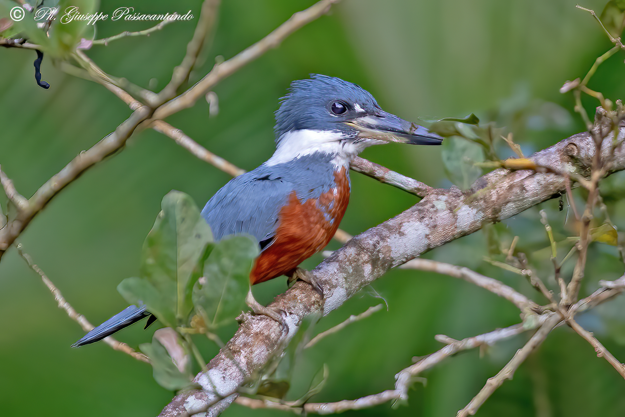 Tropical Ringed Kingfischer Costa Rica