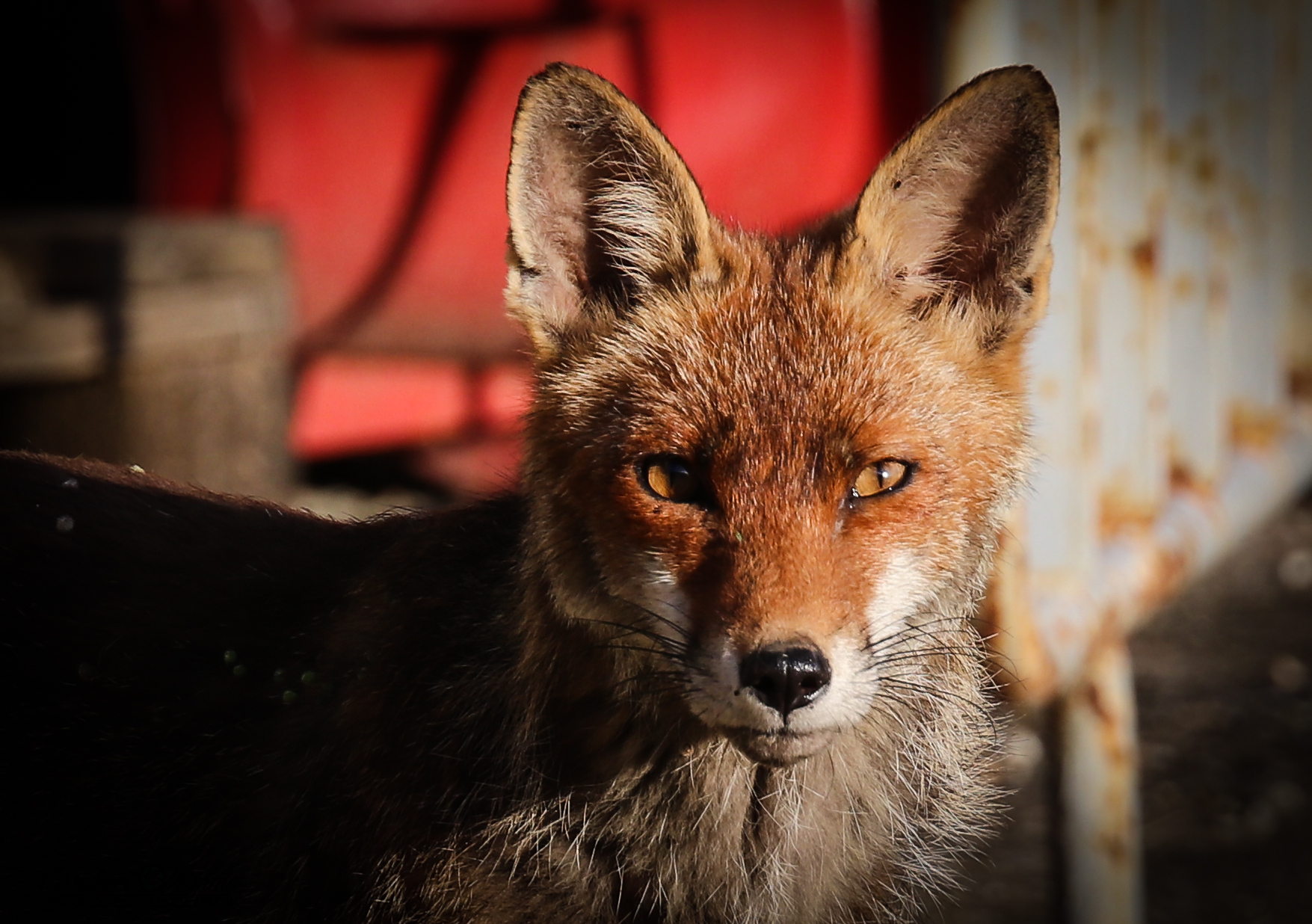 Fox