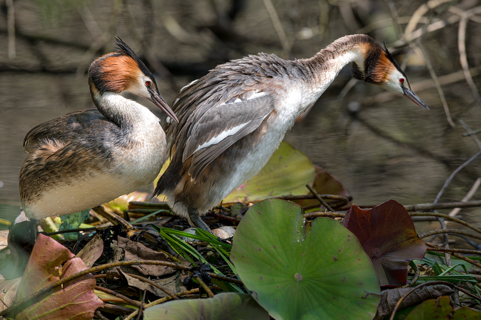 Nesting grebes
