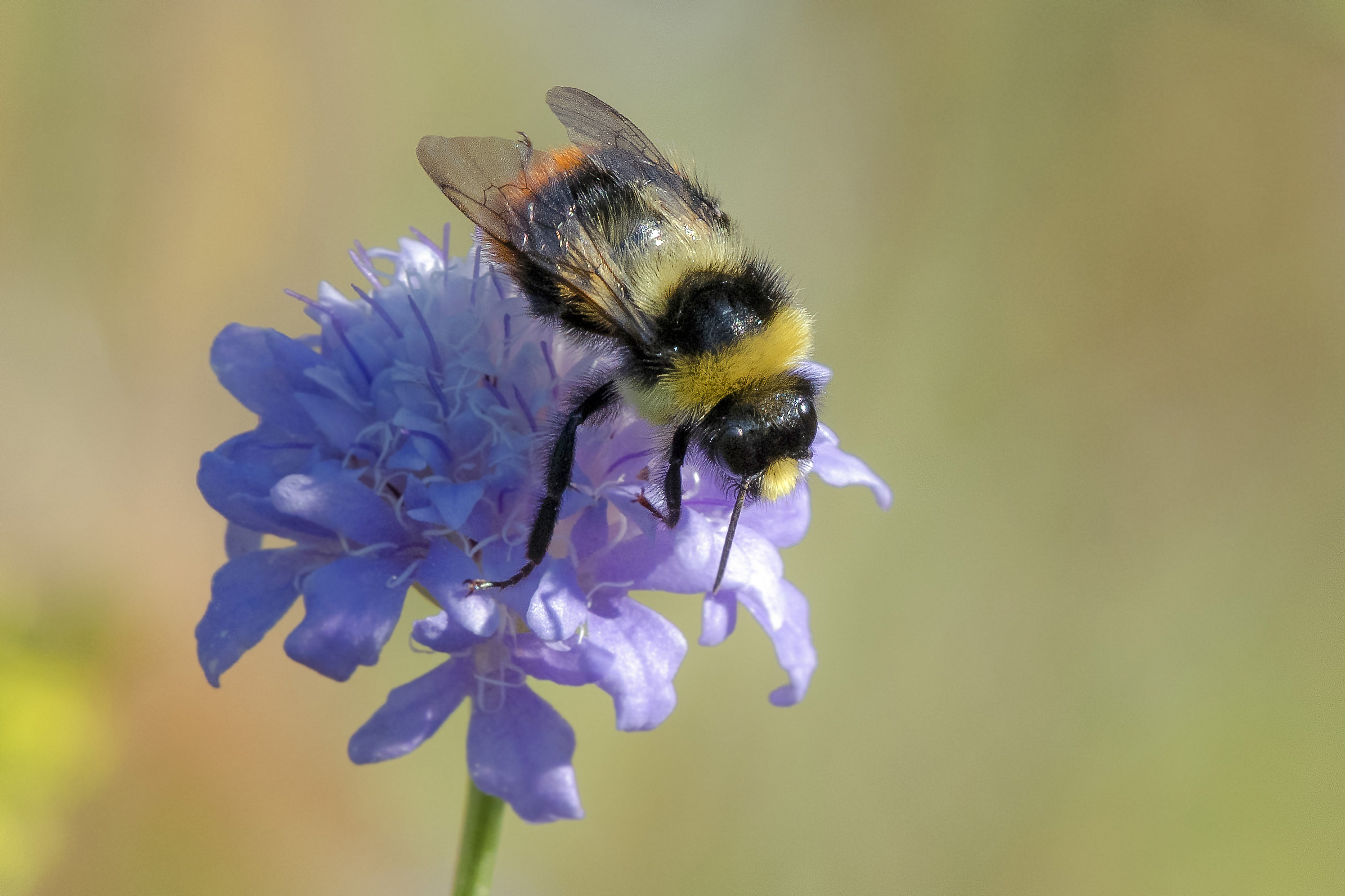 Meadow bumblebee (Bombus pratorum)