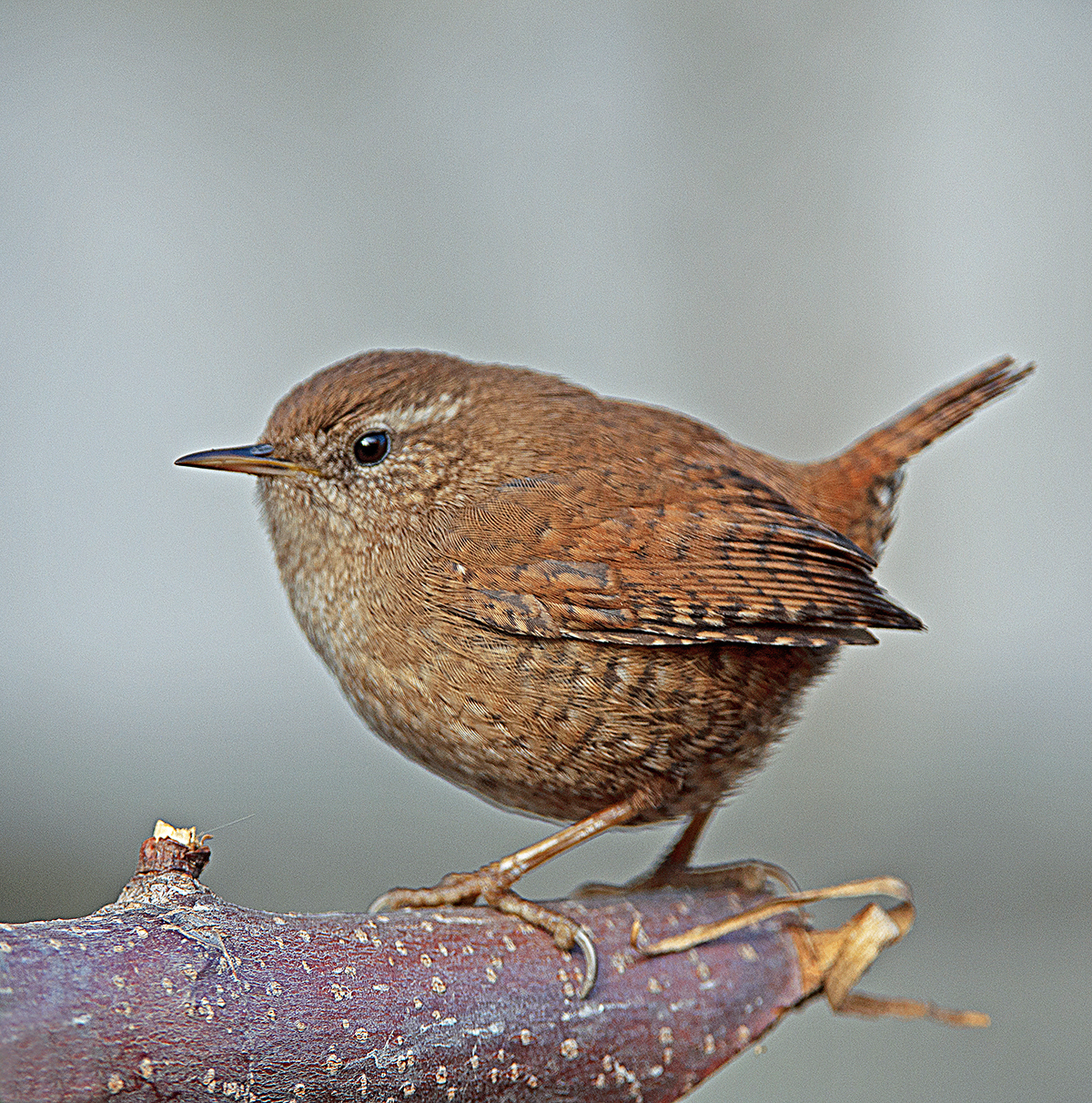 Wren