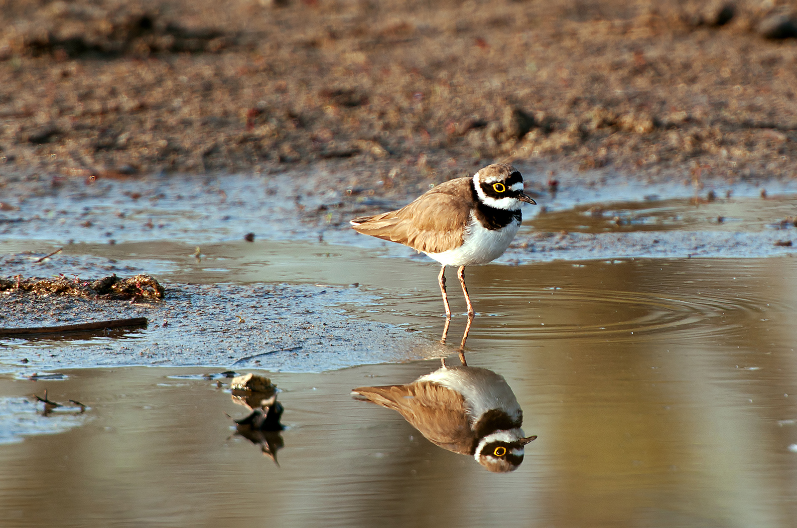 Little ringed plover