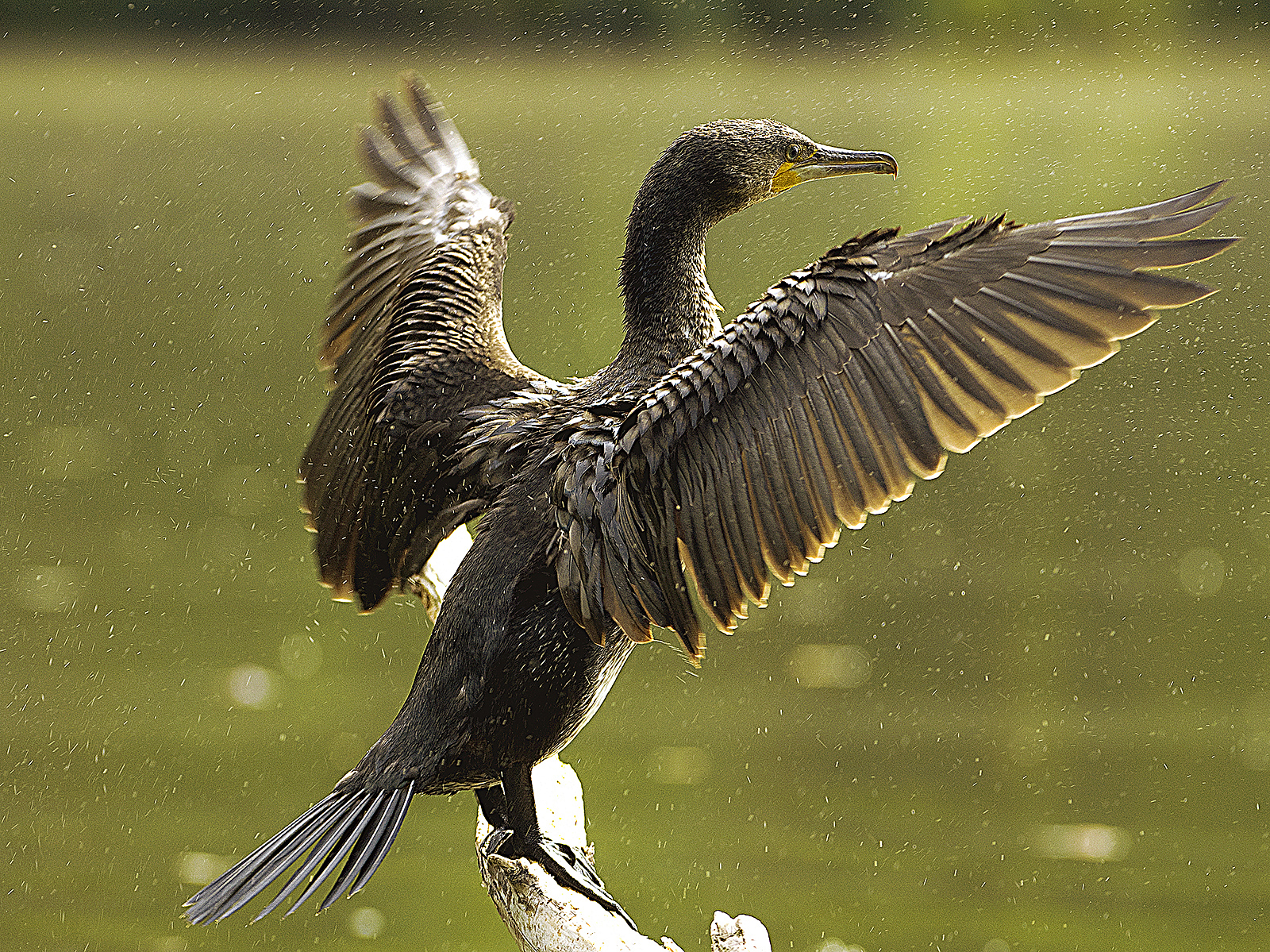 Cormorant