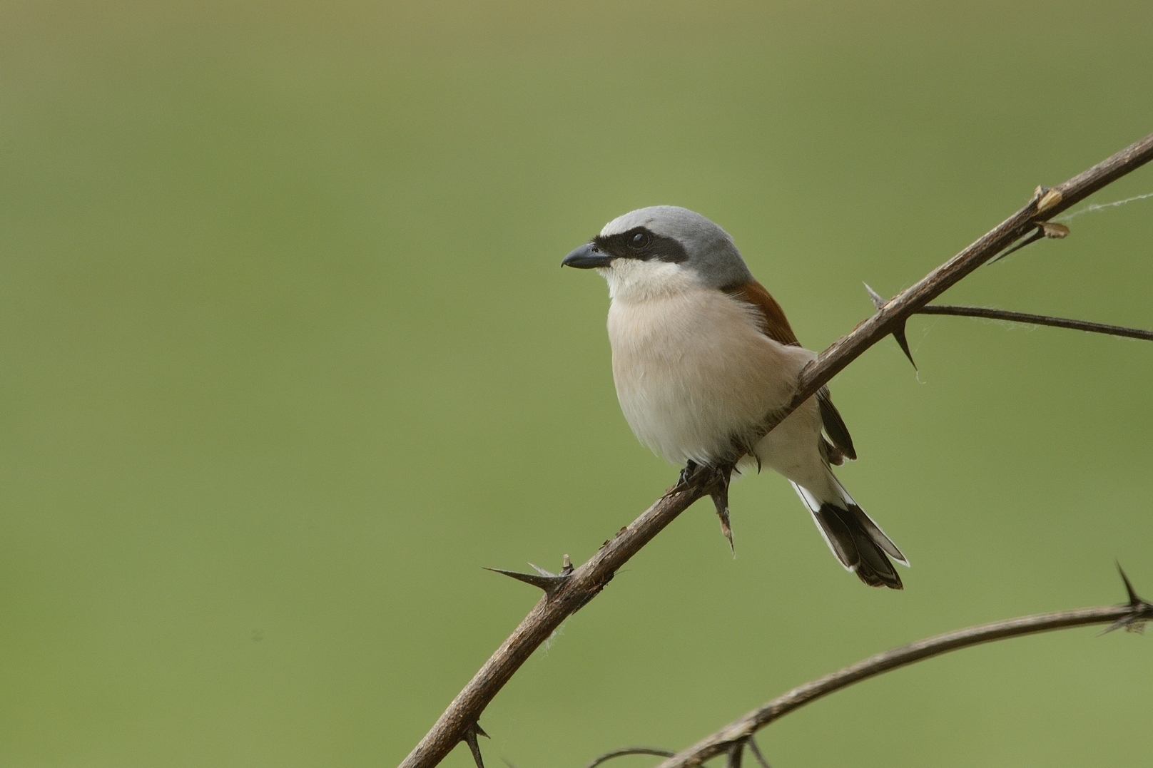 Small male shrike on branch