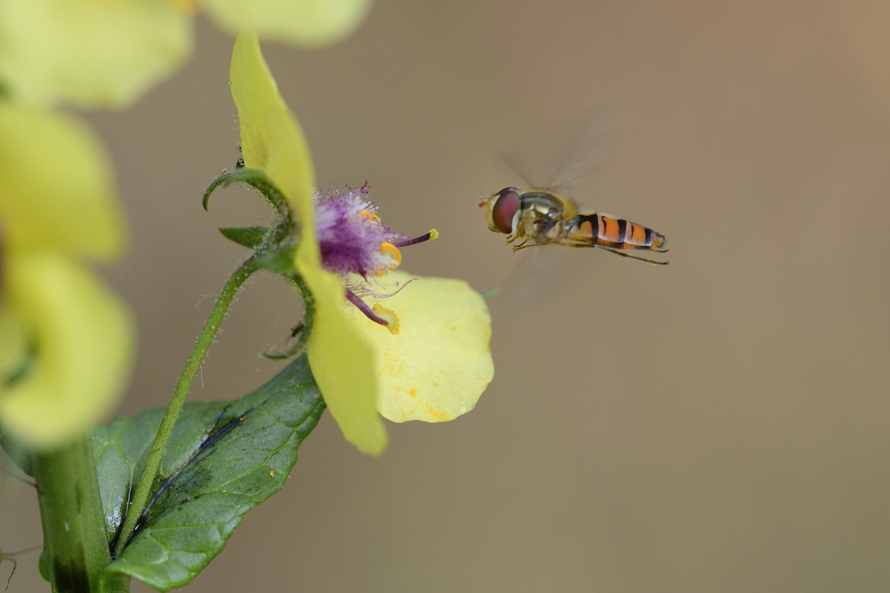 They Spoke in Flight