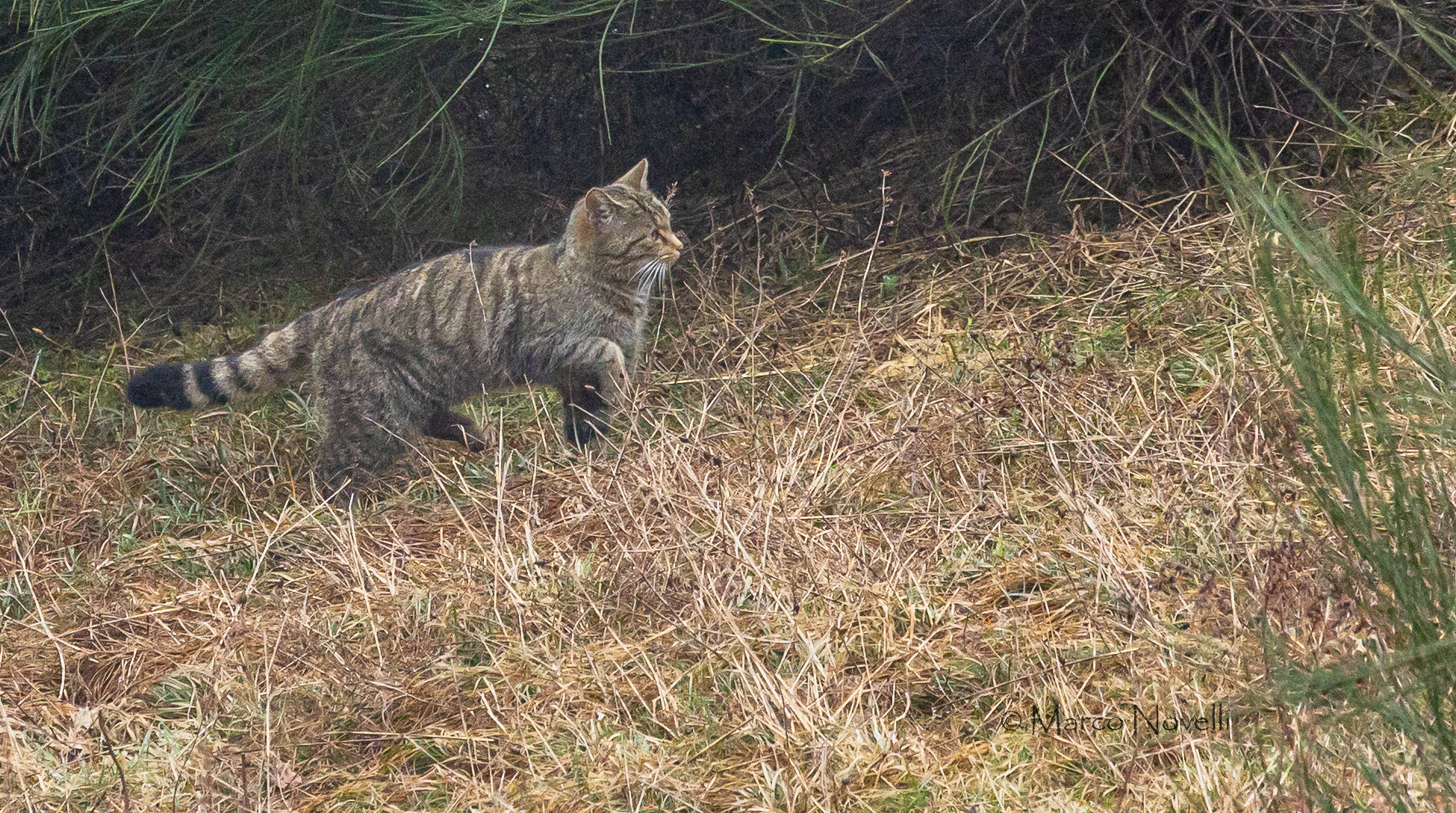Gatto selvatico europeo