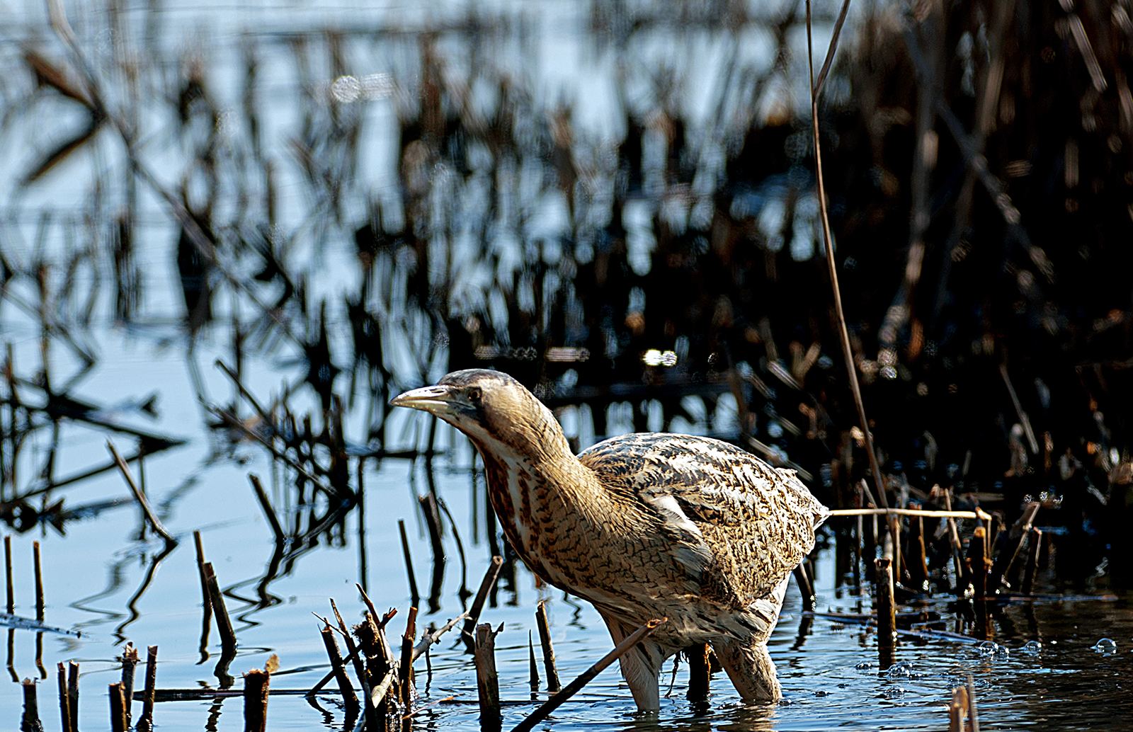 Bittern