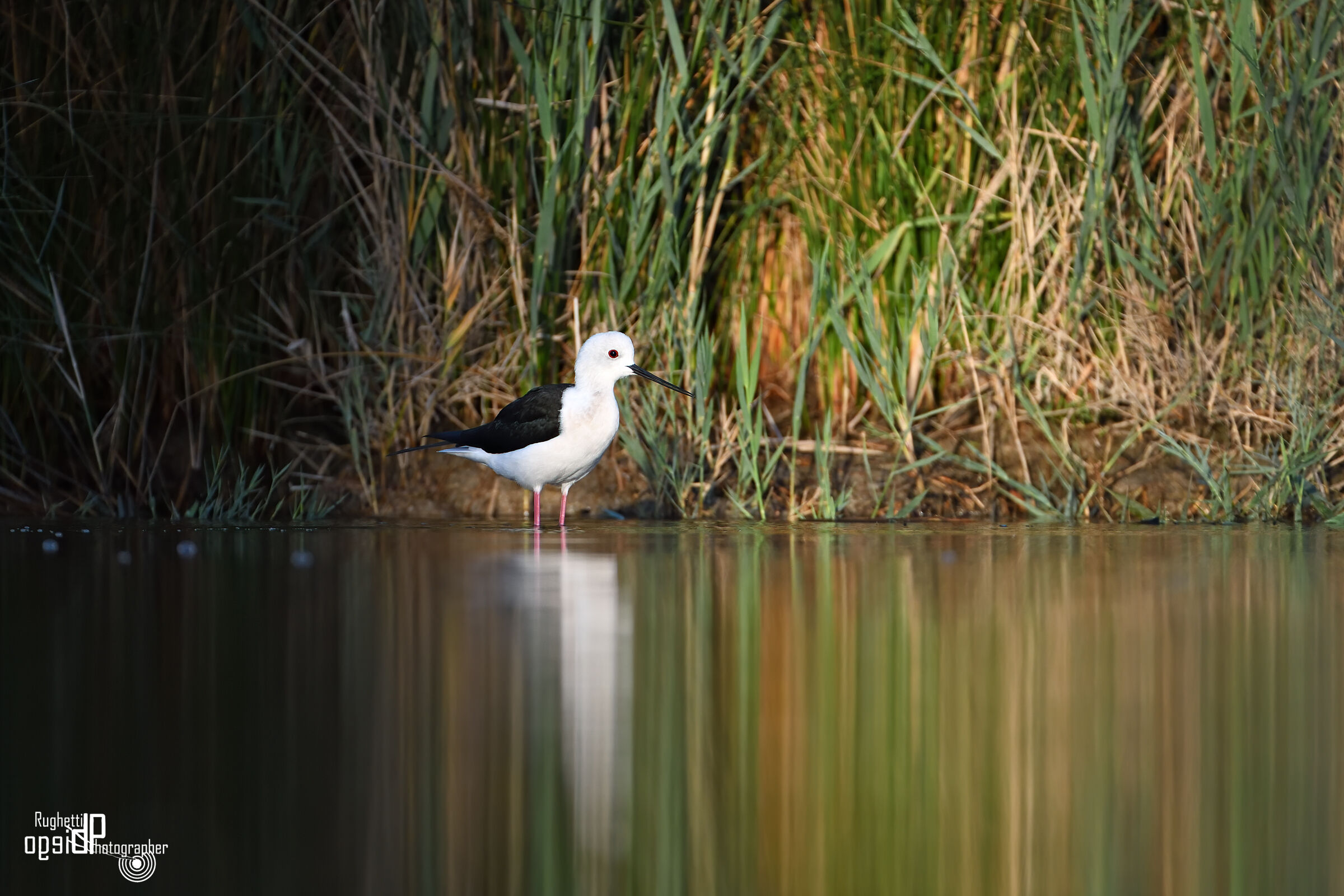 Black-winged Stilt