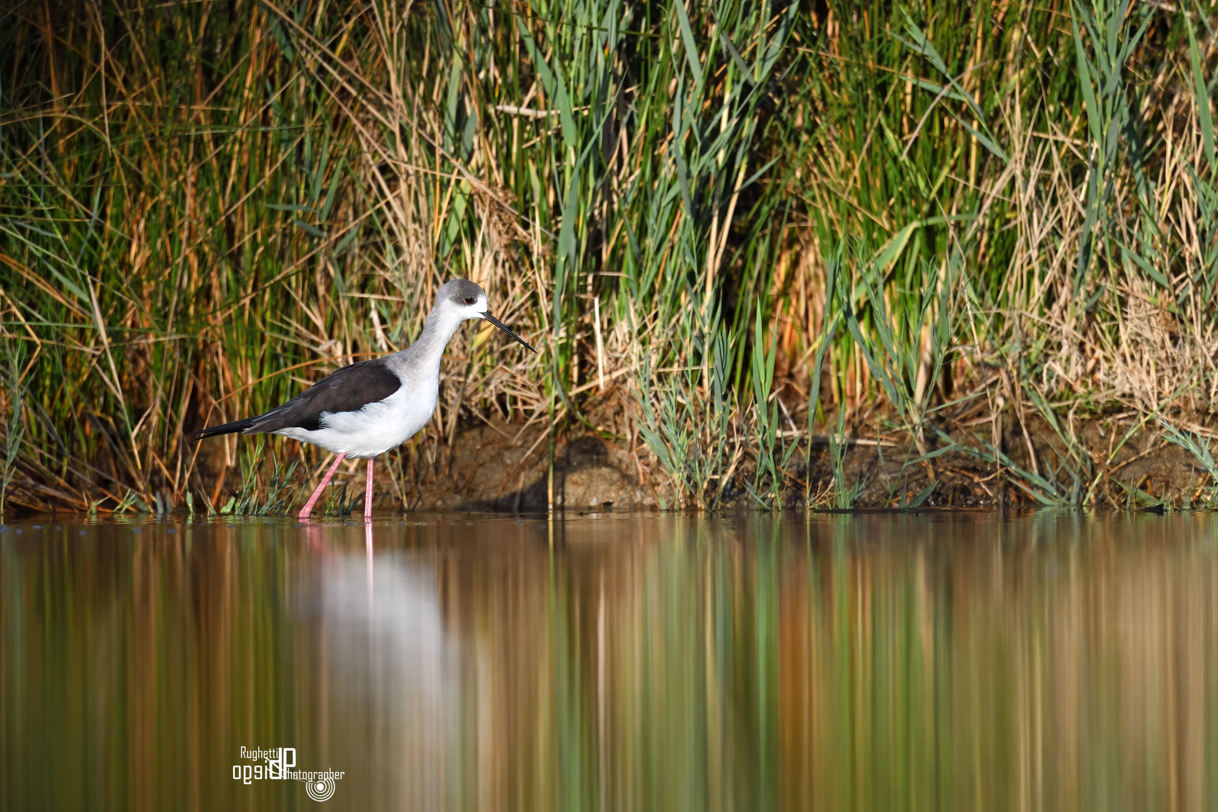 Black-winged Stilt